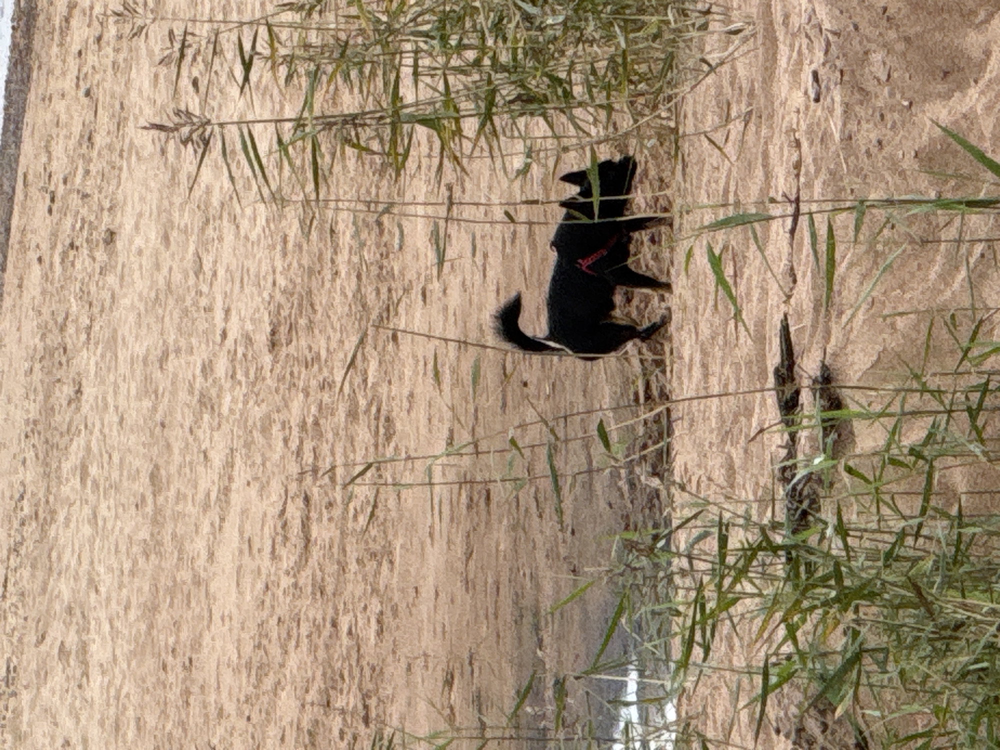 A medium shot captures a small, black dog with a bushy, curved tail walking on a sandy shore. The dog is wearing a red harness. The shore is covered in light brown sand with some scattered stones. Tall, green reeds or grasses are growing on the right side of the frame and in the foreground, obscuring parts of the scene. In the background, a body of water is visible, with the far bank appearing as a darker, rougher texture. The overall lighting suggests an overcast or shaded day. The location is the beach in Zelenaya Roshcha, Russia.