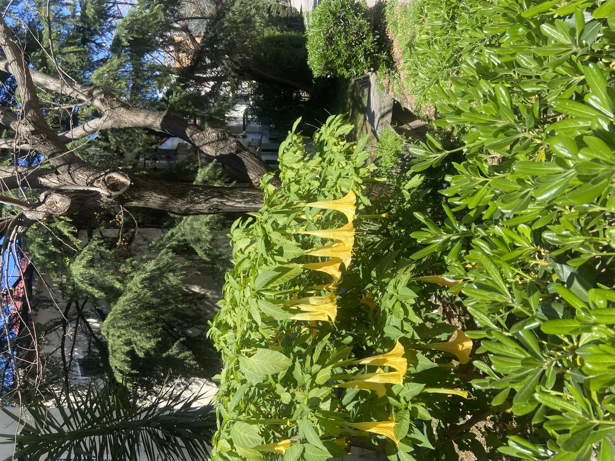 The image depicts a garden scene in Budva, Montenegro. The focus is on a flowering shrub with large, trumpet-shaped yellow flowers. To the right is a hedge of glossy, dark green leaves. Behind the flowering shrub and hedge are other trees and shrubs, including a tree with bare branches and a coniferous tree. A building can be seen in the background. The photograph is taken from an elevated perspective, looking down on the garden.