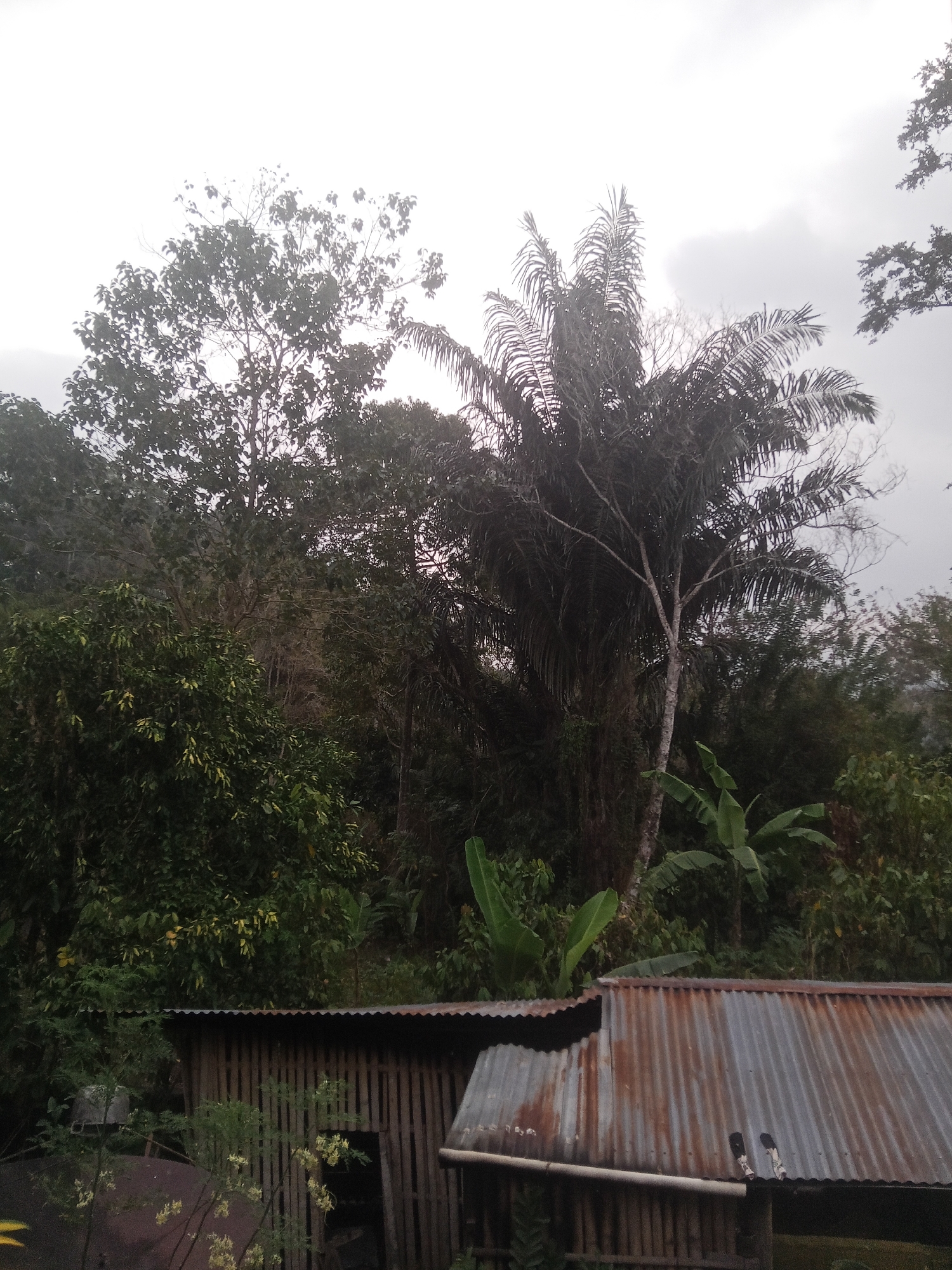 This is a landscape photograph taken from an elevated perspective, looking out over a tropical environment. The foreground features the corrugated metal roofs of two structures, one appearing to be a shed with wooden plank walls. Behind these structures, a dense, lush jungle dominates the scene, with various types of trees and foliage. A tall palm tree stands prominently in the mid-ground, its fronds reaching towards the overcast sky. The sky itself is a pale grey, suggesting a cloudy or overcast day. The overall impression is one of a rural or semi-rural setting, likely in a tropical climate. The location is specified as Makale, Indonesia.