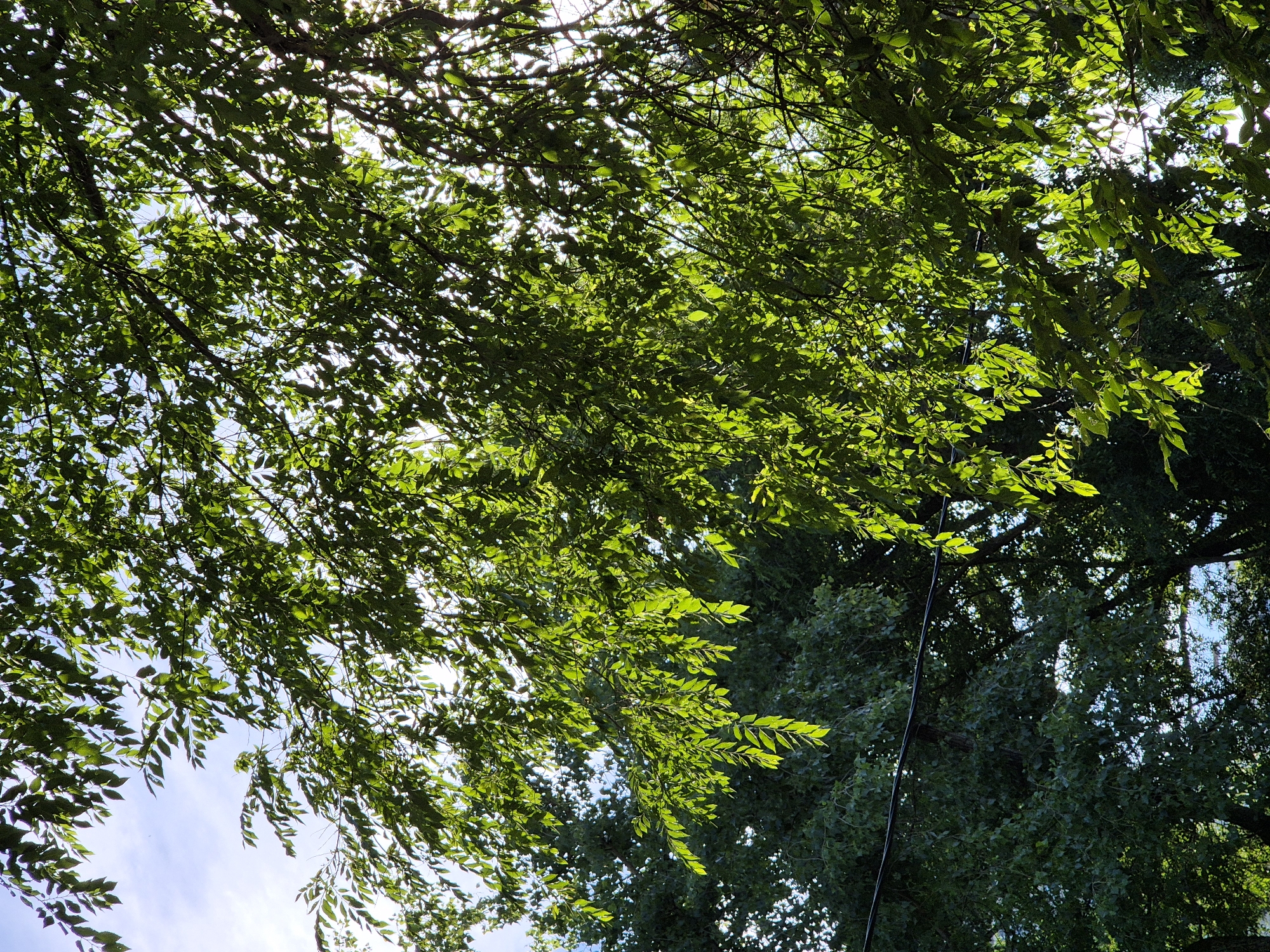 The media file captures an upward view through the canopy of a deciduous tree on a bright, sunny day, likely in Voronezh, Russia. The leaves are a vibrant, fresh green, filtering the sunlight and creating a dappled effect against the sky. Through the gaps in the foliage, patches of blue sky with wisps of white clouds are visible. The sun itself is not directly visible but its presence is strongly implied by the bright illumination and the way light passes through the leaves, highlighting their veins and edges. The scene is dominated by the natural elements of trees and sky, suggesting an outdoor setting, perhaps a park or a residential area with mature trees.
The dense foliage suggests it is either late spring or summer when the leaves are fully developed. The sunlight indicates it is daytime, likely mid-morning to afternoon given the brightness. No people or specific objects are prominently featured, with the focus being entirely on the interplay of light, leaves, and sky. A thin, dark electrical wire runs vertically through the right side of the frame, a subtle indication of human infrastructure within the natural environment. The overall mood is peaceful and serene, evoking the feeling of being under a leafy canopy on a pleasant day. No text is visible in the image.