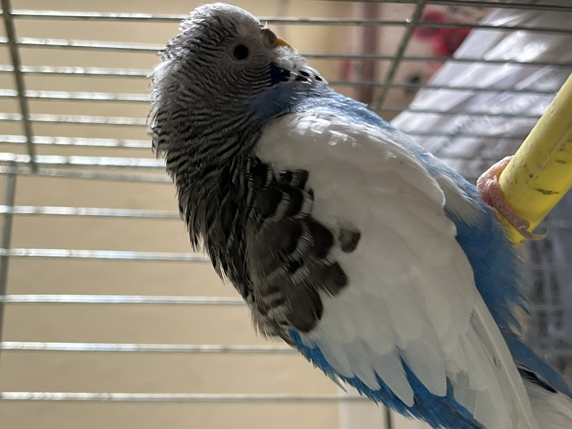 A blue and white budgerigar perches on a yellow bar inside a metal cage. The bird's head is patterned with dark gray and white stripes. The bird's body is a mix of white and blue feathers. The cage is made of horizontal and vertical metal bars. The background is blurry and appears to be an indoor space. The image does not provide any information about the location in the city of Shumen, Bulgaria.