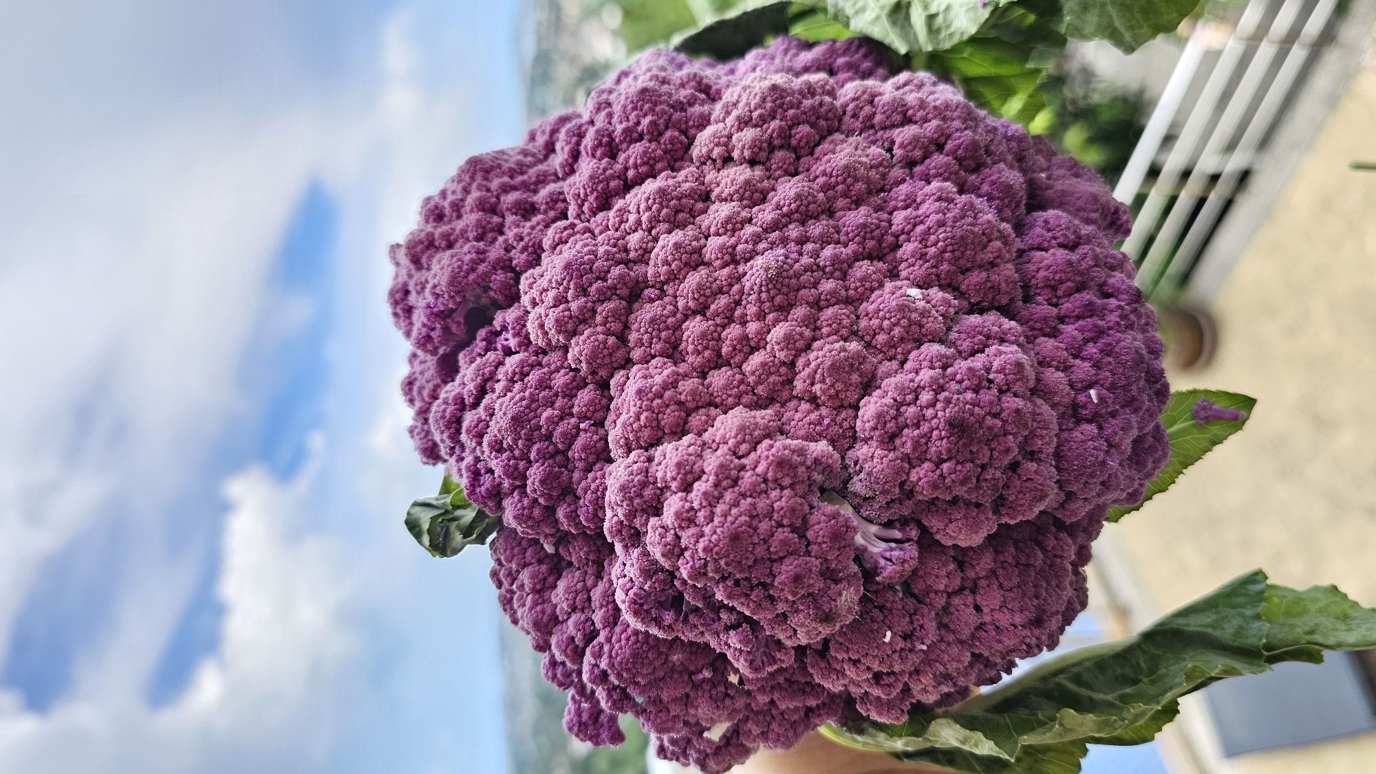 A close-up, outdoor shot showcases a vibrant purple cauliflower head, held by an unseen person. The cauliflower, with its intricate florets and leafy green stems, dominates the foreground. In the background, a blurred cityscape with hints of residential buildings and greenery stretches towards a bright blue sky dotted with fluffy white clouds. The setting appears to be a balcony or elevated outdoor space, suggested by a railing visible in the lower right quadrant of the image. The lighting indicates it is daytime.