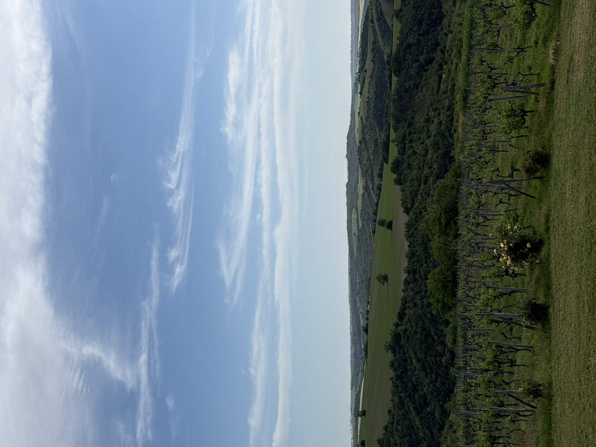 The image depicts a landscape, likely near Mechka, Bulgaria, featuring a blue sky with wispy clouds on the left and a view of rolling hills and a vineyard on the right. The hills are covered in a mix of green fields and dense woodland. The vineyard occupies the foreground on the right side, with rows of grape vines supported by wooden posts. The grass in the vineyard is lush. No people are visible in the image.