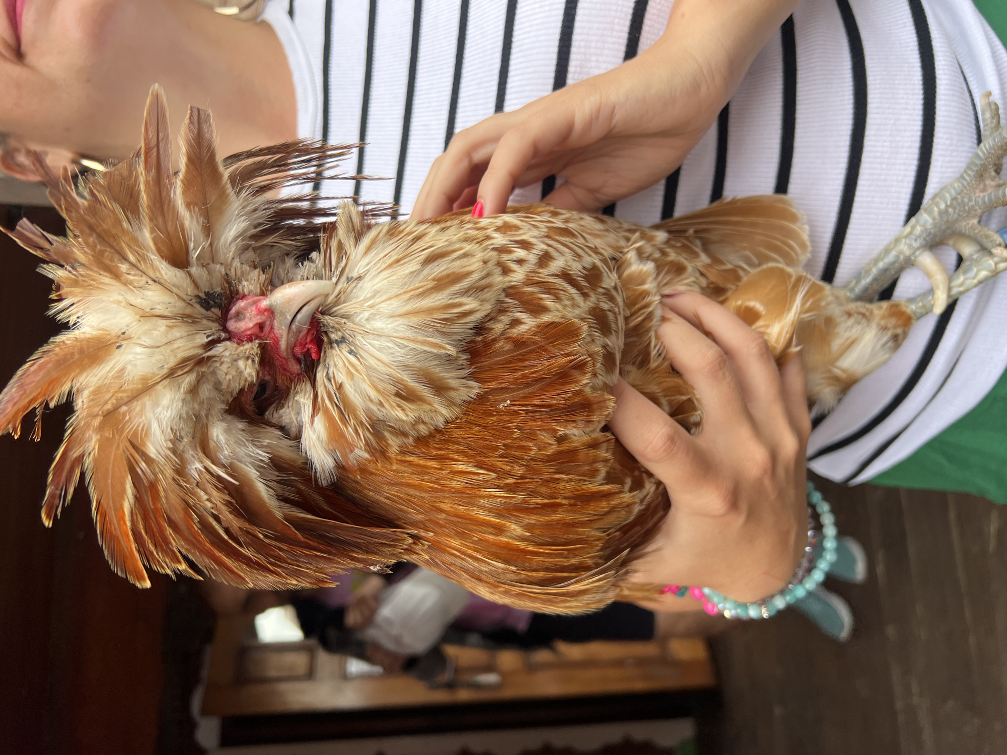A person is holding a rooster with a prominent crest of brown and tan feathers. The rooster's face is visible, with red wattles and a pale beak. The person is wearing a white and black striped shirt and green shorts. They have on bracelets on their wrist. In the background, there is a wooden door and another person, partially obscured, holding a white bag. The ground appears to be made of wooden planks. The scene is outdoors.