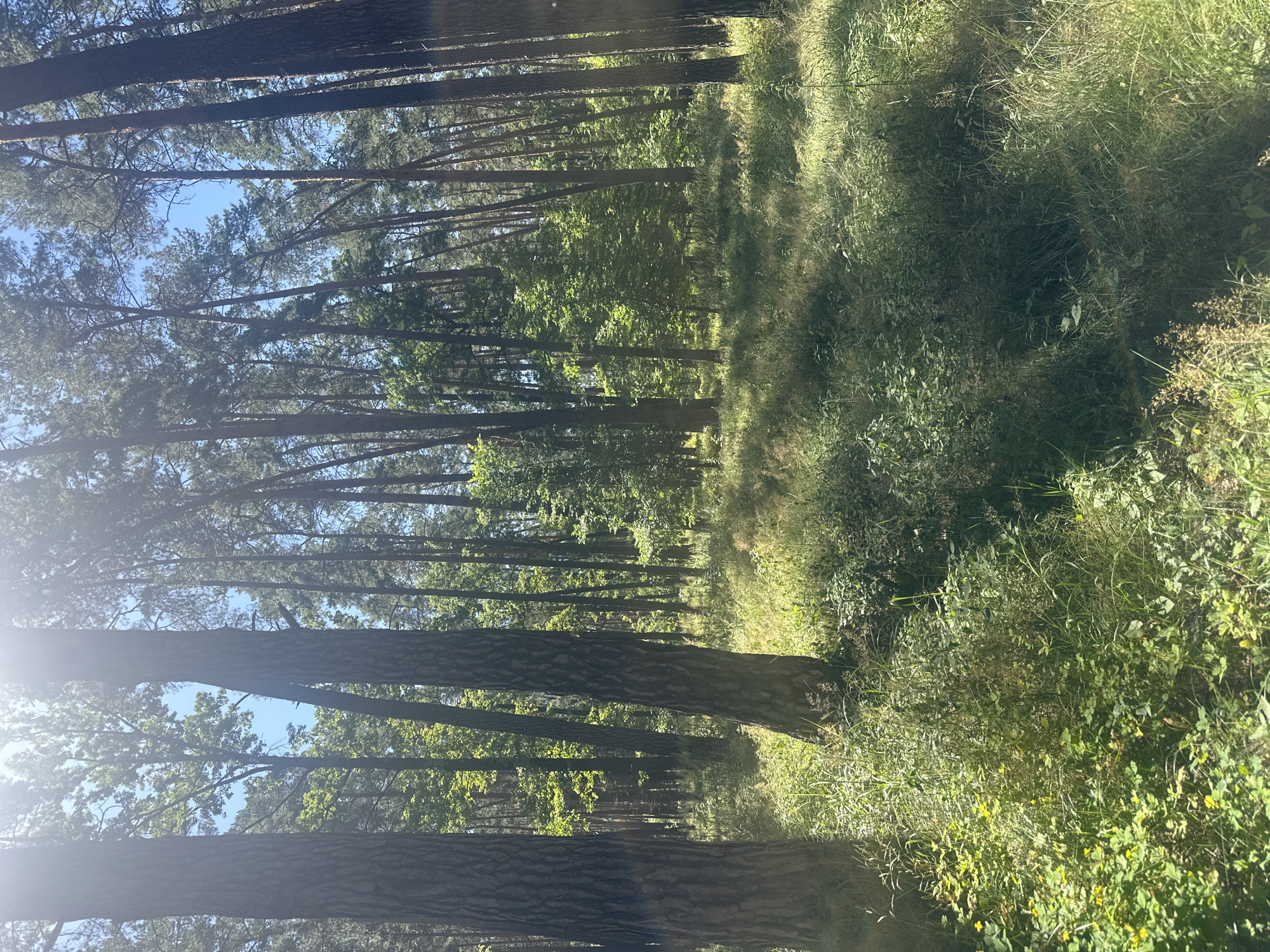 A sun-dappled forest floor is viewed from a low angle, looking up at tall pine trees. The ground is covered in lush green grass and smaller plants, with some yellow wildflowers scattered throughout. Sunlight streams through the canopy, creating patches of light and shadow on the forest floor. The sky is visible between the trees and is a bright blue. The image appears to be taken in a natural outdoor setting, likely a park or forest.