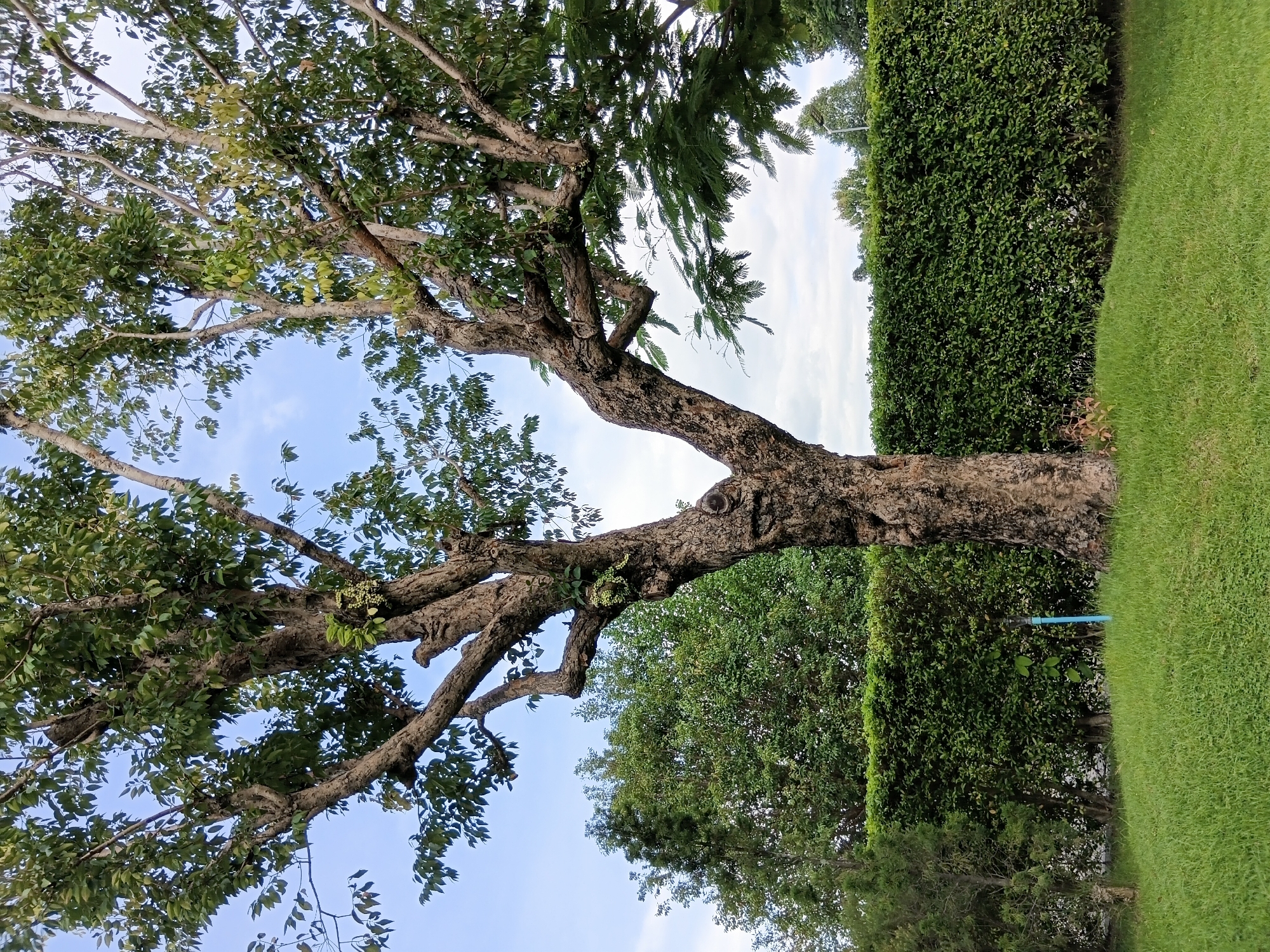 In the city of Ban Tong, Thailand, a mature tree with a thick, gnarled trunk stands prominently in a grassy park. Its branches spread outwards, some reaching towards a cloudy sky, and are adorned with green leaves. Behind the tree, a neatly trimmed green hedge forms a uniform backdrop. To the left of the main tree, a smaller evergreen tree adds texture to the scene, and a thin blue pipe protrudes from the ground near the hedge. The park appears well-maintained, with lush green grass covering the foreground.