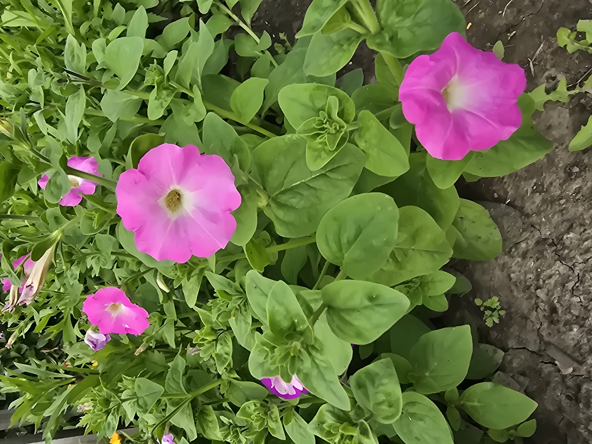 A close-up, vertical shot shows vibrant pink petunias blooming amidst lush green foliage. The flowers, with their trumpet-shaped petals and light centers, are the main focus, some in full bloom and others as buds. The surrounding leaves are a rich green, with a few darker veins visible. The ground beneath the plants is visible, appearing as cracked, dry soil, with a few small green sprouts emerging. The scene is an outdoor setting, possibly a garden or a park within the city of Ermolaevo, Russia, given the context.