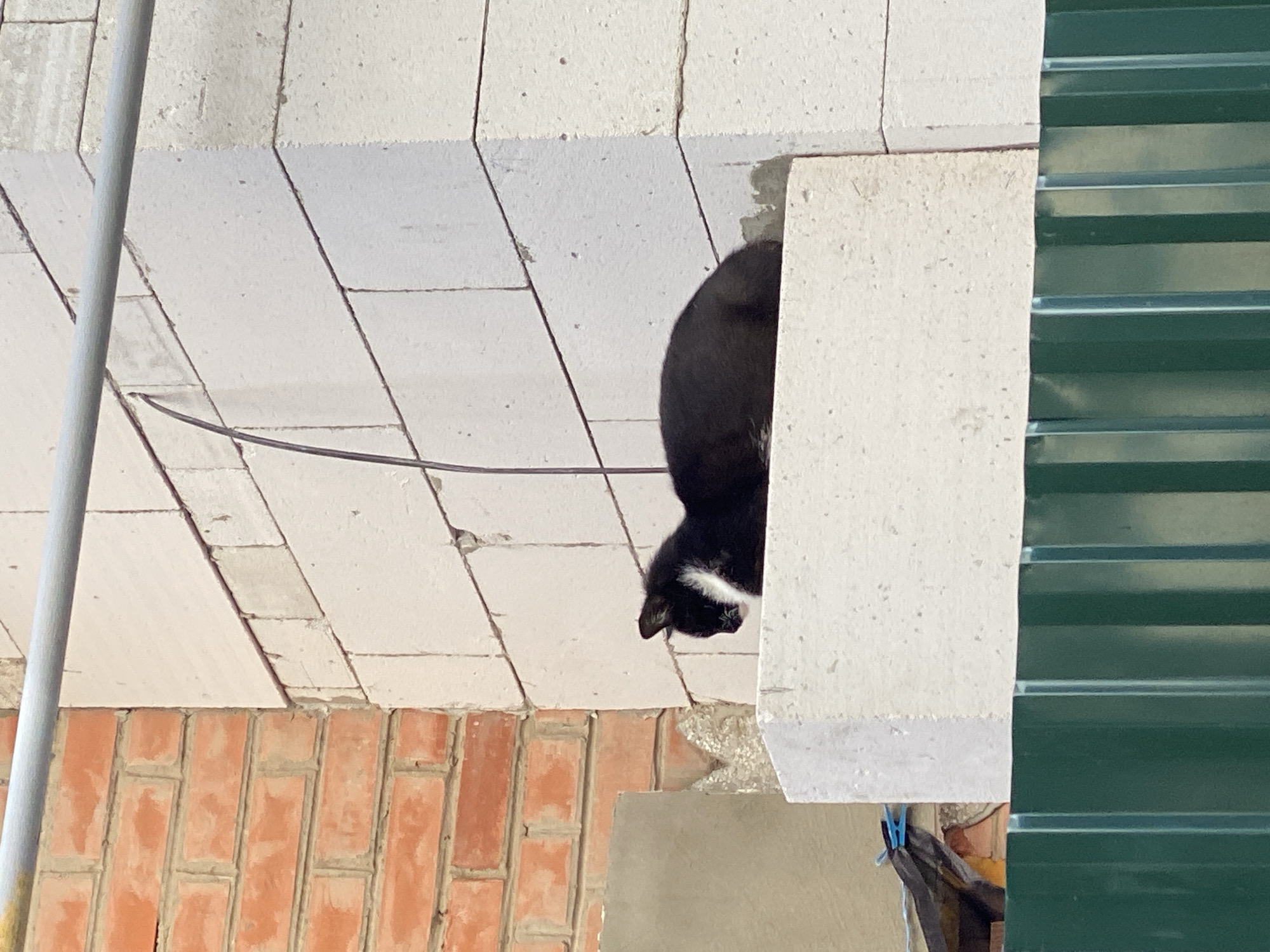 This image captures a black and white cat perched on a light-colored tiled or slab surface, partially obscured by a concrete block. The cat is predominantly black, with white fur visible on its chest, chin, and front paws. Its head is lowered, and it appears to be intently looking downwards towards the bottom left of the frame.
The scene depicts an outdoor or semi-outdoor building area. The cat is situated on a surface composed of large, light-grey rectangular slabs or tiles, which exhibit some wear and grime. Below this surface, a red brick wall is visible, showing standard brickwork patterns. To the right of the concrete block that partially hides the cat, a dark green corrugated metal sheet is present, likely forming part of a roof or wall. A thin black wire stretches horizontally across the tiled surface in the upper left, while a vertical grey metal pole runs along the far left edge of the image. The lighting is bright and natural, suggesting daytime. No specific activity beyond the cat observing something below is evident. There is no visible text. The location context for this scene is Poltava, Ukraine.