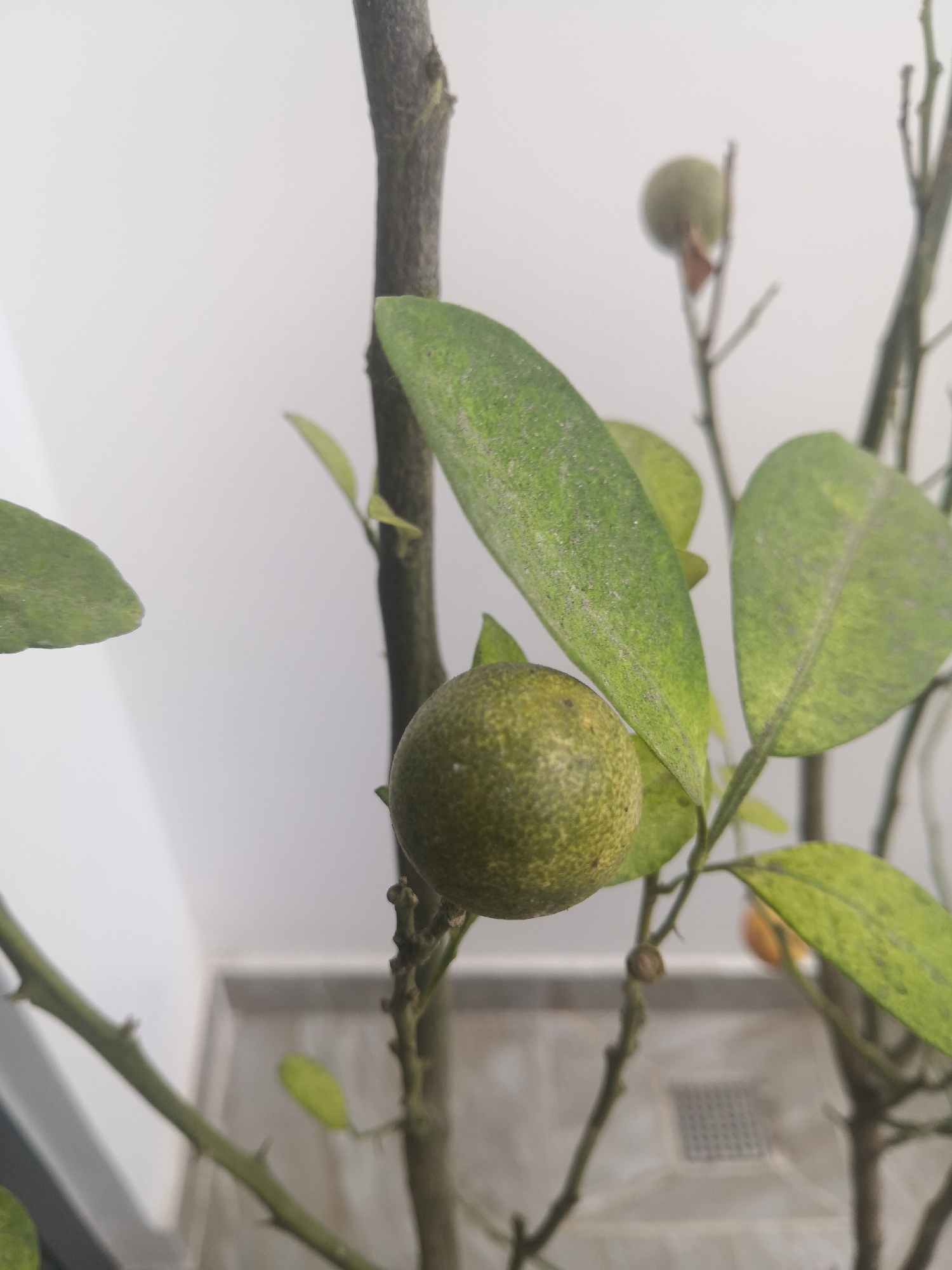A close-up shot focuses on a small, unripe kumquat on a tree branch. The kumquat is round and green with yellow speckles. It is surrounded by green leaves, some of which appear dusty. The tree has a rough, dark brown trunk and branches with sharp thorns. In the background, a white wall and a tiled floor are visible, suggesting an indoor setting, possibly a home or greenhouse. There is no indication of the city of Bac Nha Trang Ward, Vietnam, in the image.