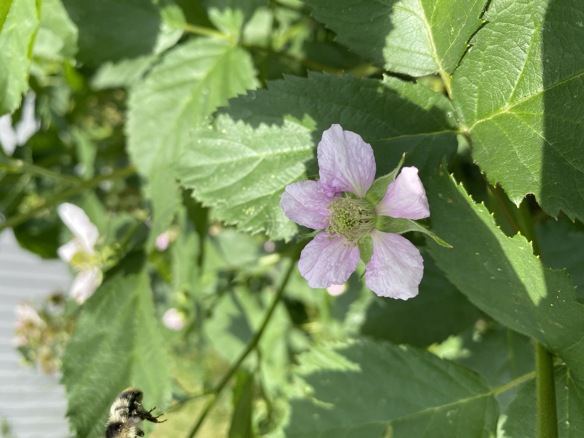 An overhead shot captures a light pink blackberry blossom in full bloom, with its delicate petals fanned out around a fuzzy green center. A bumblebee, captured mid-flight, hovers to the left of the flower, its body a fuzzy black and white. Lush green leaves fill the background, dappled with sunlight, hinting at a vibrant garden or natural setting. The image has a shallow depth of field, blurring the background and bringing the blossom and bee into sharp focus.