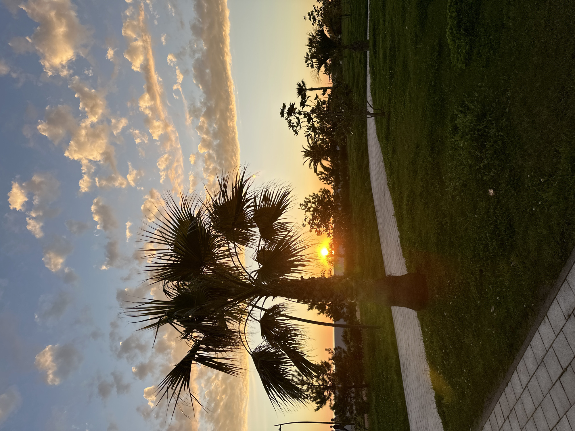 The image depicts a palm tree silhouetted against a sunset in Sirius, Russia. The sky is filled with clouds tinged with orange from the setting sun. A paved pathway runs alongside a grassy area with other trees in the background. The sun is positioned low on the horizon, shining through the palm tree's leaves. The overall scene suggests a tranquil, outdoor setting within an urban environment.