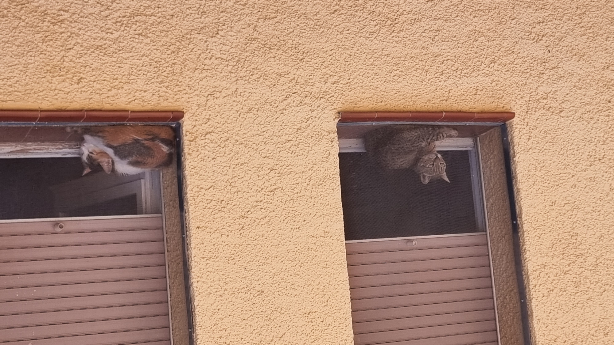 The image shows two cats resting on window sills of a building. The building has a textured yellow facade. The windows have beige roller shutters. The cat on the left is a tabby cat, lying on its side with its head up, looking towards the left. The cat on the right is a calico cat, curled up and sleeping. The location is specified as Sant Joan Les Fonts, Spain.