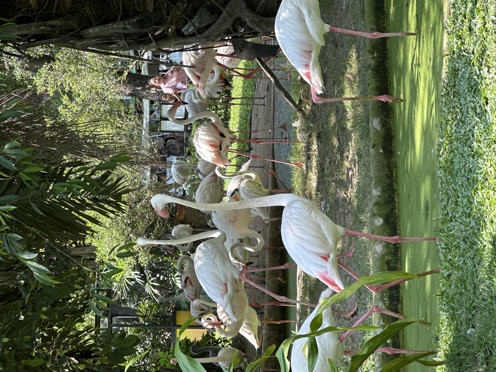 A flock of flamingos stands near a body of water, possibly a pond or canal, with green algae or vegetation covering the surface. The flamingos vary in color from white to pale pink. Trees and vegetation surround the flamingos. In the background, there is a person. The location is identified as Bang Phra Subdistrict, Thailand.