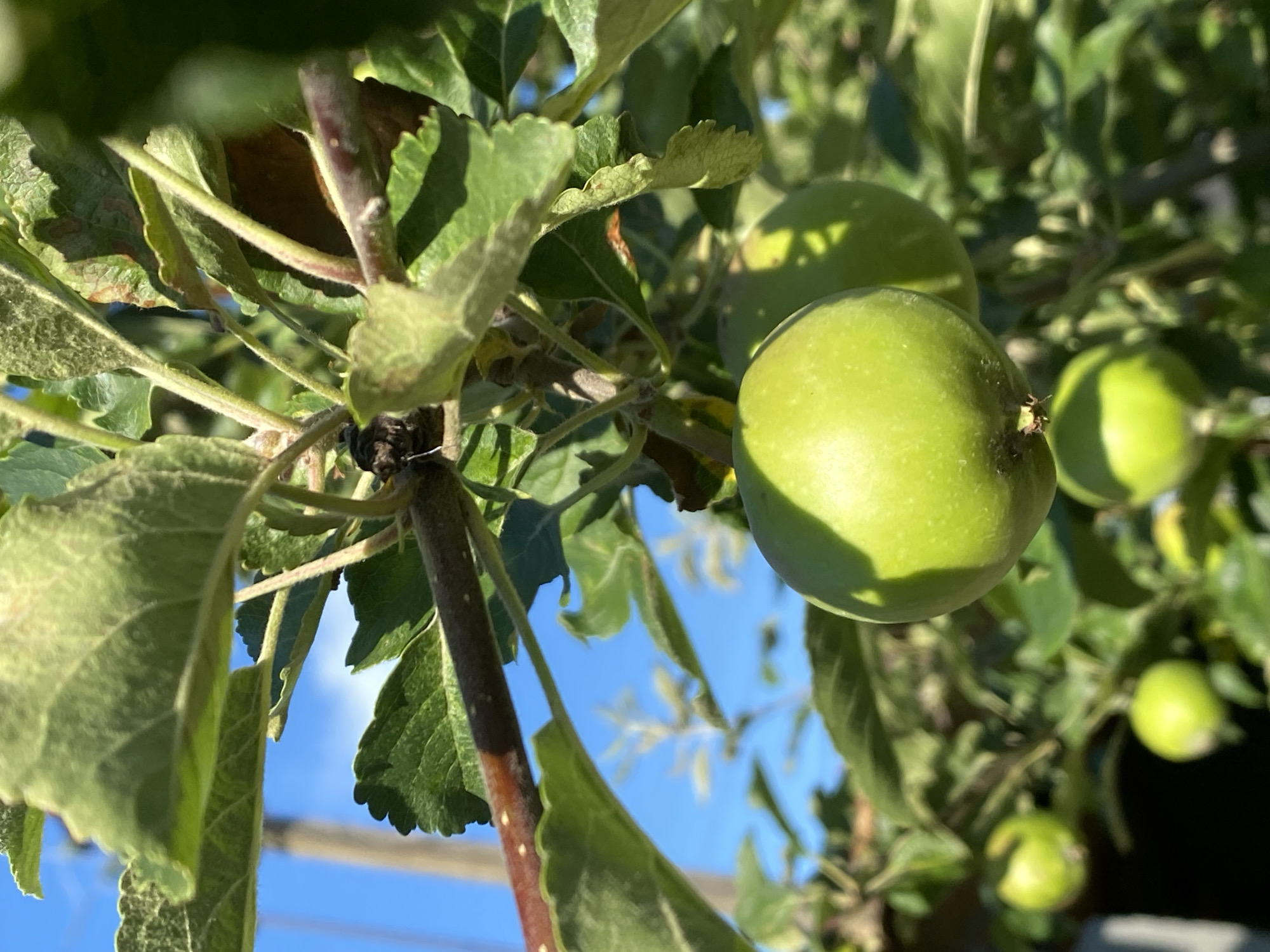 A close-up shot focuses on a cluster of green apples hanging from a tree. The apples are unripe, with a smooth, round shape and a vibrant green hue. Sunlight casts dappled shadows on the apples and the surrounding leaves, suggesting a bright, sunny day. The leaves are a deep green, with some showing slight signs of wear or browning, but generally appearing healthy. The background is a soft blur of more foliage and a bright blue sky, indicating the image was taken outdoors. The camera angle is from below, looking up into the branches of the tree. There is no visible text in the image. The overall impression is one of natural beauty and the early stages of fruit growth.