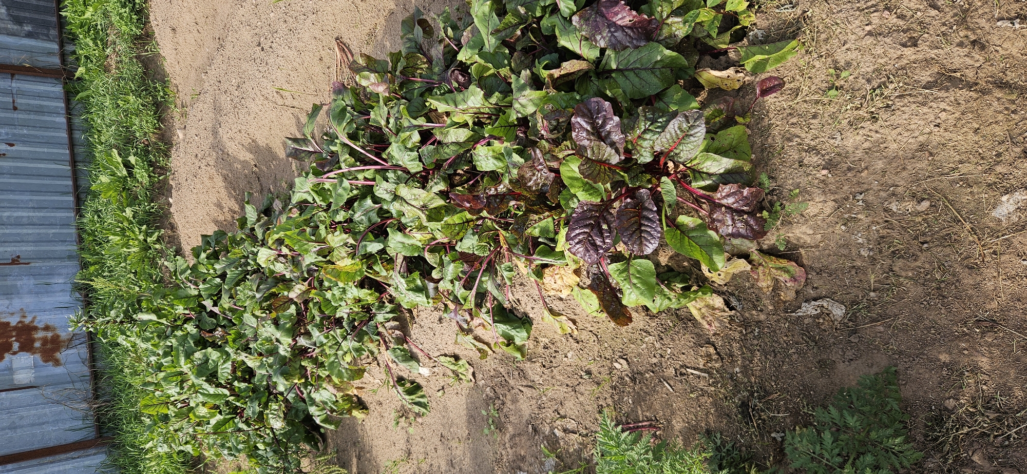 The image shows a row of beetroot plants in a garden bed. The plants have green leaves and red stems, and some of the leaves are tinged with purple. The soil is sandy and dry, and there is a corrugated metal fence in the background. The scene is likely located in a rural area of Мазалаўскі сельскі Савет, Belarus, given the type of fencing and the general appearance of the garden. There are no people visible in the image.