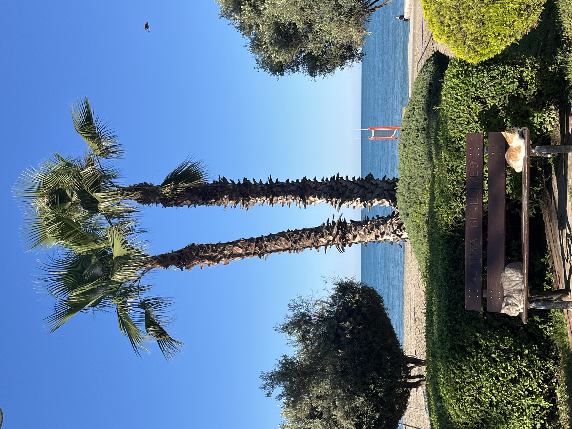 The photograph captures a scene along the coastline in Alanya, Turkey. In the foreground, a wooden park bench sits adjacent to a manicured hedge, with the city name "ALANYA BELE…" inscribed on it. A gray cat is curled up on the left side of the bench. A ginger and white cat is sitting on the right side of the bench. Beyond the bench, a paved walkway leads to a sandy beach, and further out, the calm, blue water of the Mediterranean Sea stretches to the horizon. A red volleyball net is visible on the beach. Two palm trees dominate the left side of the frame, their fronds swaying against a clear, cloudless sky. A bird is visible at the top left of the scene. The composition is taken at a slightly upward angle, highlighting the height of the palm trees.