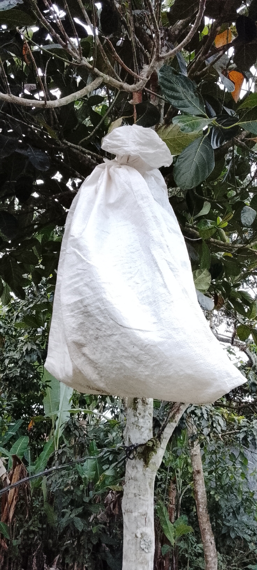A white fabric bag is tied around a jackfruit, which is hanging from a branch of a jackfruit tree. The bag is tied with a string at the top. The jackfruit tree is in a garden or yard in Padang Dalom, Indonesia, with other trees and foliage in the background. The sky is visible through the leaves of the tree, indicating it is daytime.