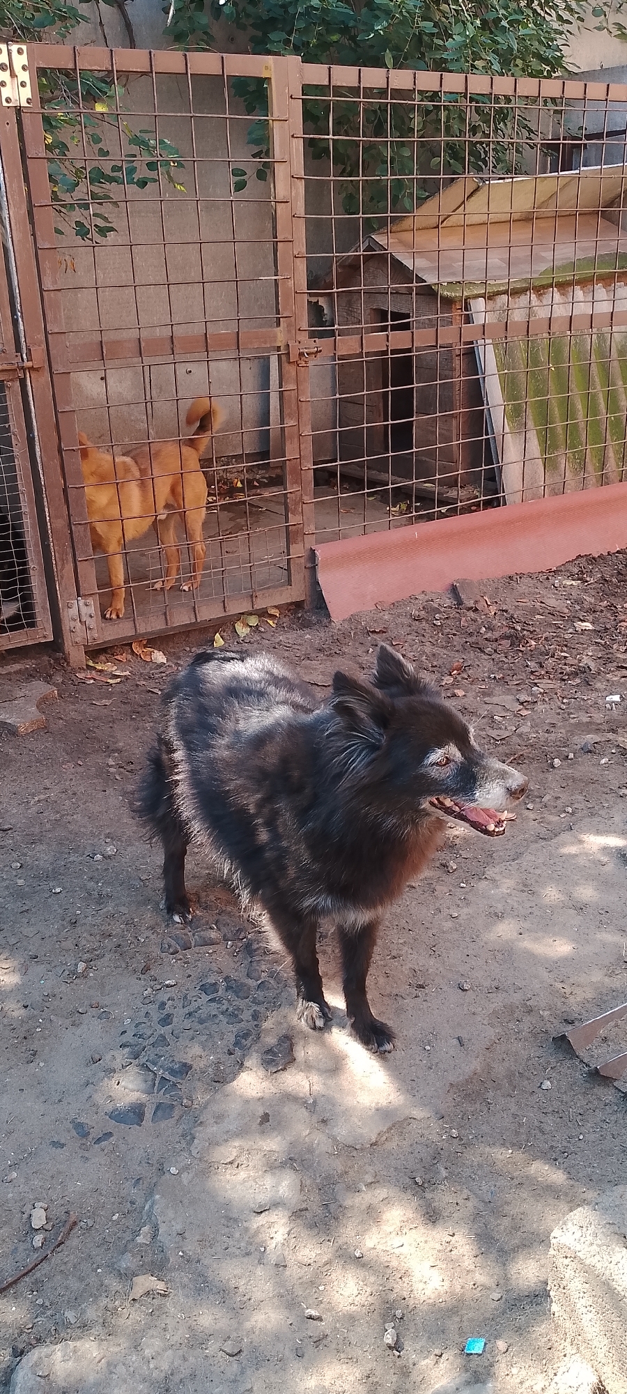 A black dog with white markings on its face and paws stands in a dirt yard. The dog is medium-sized and appears to have a fluffy coat. In the background, a metal cage encloses two tan dogs. The cage is made of thick metal bars and has a wooden dog house inside. The yard is surrounded by a fence and vegetation. The scene appears to be an outdoor enclosure, possibly a dog shelter or a private residence, located in the city of Belgorod, Russia.