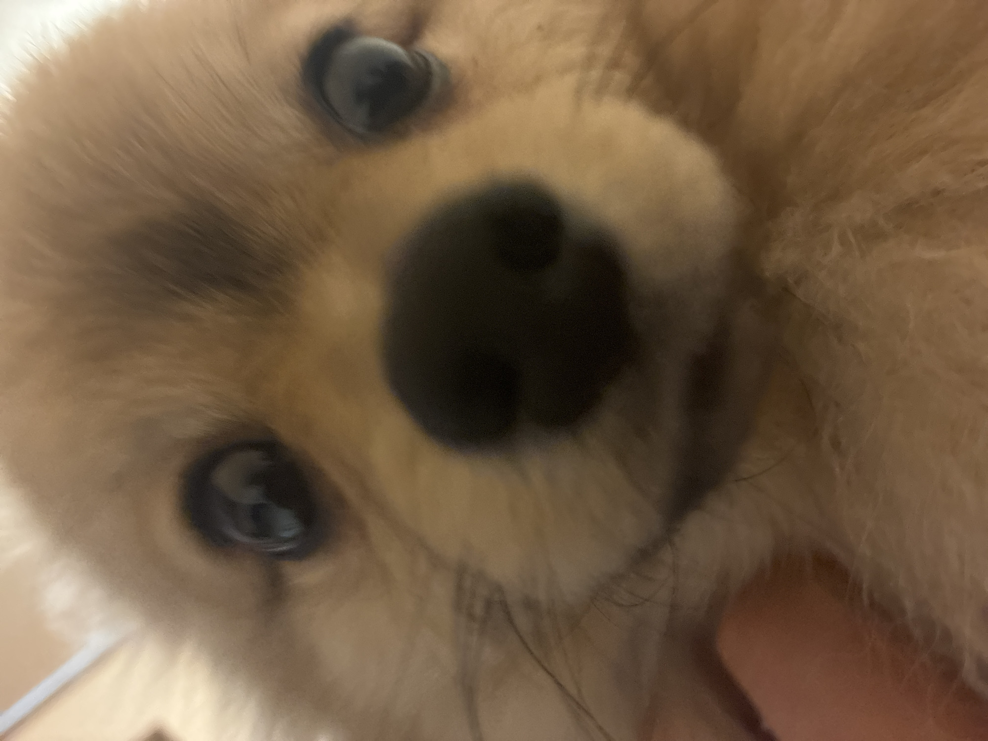 A close-up, slightly distorted image shows the face of a light brown puppy with black eyes and a large, black nose. The focus is on the puppy's features, with the background being blurry and indistinct. A hand is partially visible in the lower right corner. The image does not contain enough information to identify a specific location in Plovdiv, Bulgaria.