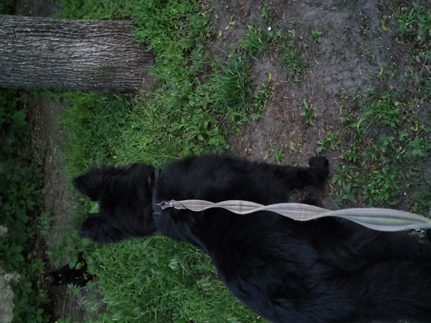 A medium-shot image shows a black dog lying on grass near a tree log. The dog is on a leash. The location appears to be outdoors in a grassy area with a tree log visible.