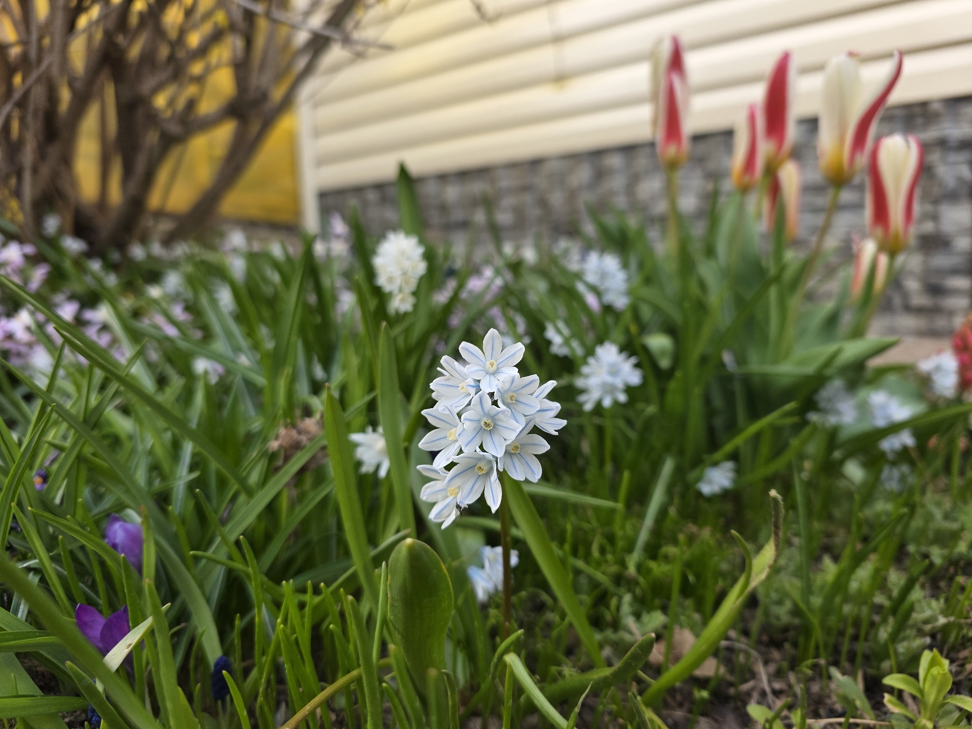 The image presents a vibrant, close-up view of a spring garden, utilizing a shallow depth of field to focus on a cluster of small, light blue and white striped flowers in the center foreground. These flowers display delicate petals with distinct blue veins, and a tiny dark insect is visible resting on one of them. They are surrounded by lush green grass and emerging plant shoots.
In the mid-ground, other blurred flowers add to the garden's diversity, including more white clusters resembling the main subject, a rich purple crocus peeking from the grass on the left, and a dark blue muscari. To the right, several red and white variegated tulips, their petals partially unfurled, rise above the greenery.
The background is softly blurred, featuring a large, bare-branched tree or shrub on the left, with hints of yellow behind it, possibly a wall or structure. To the right, a building facade is visible, characterized by light-colored horizontal siding above a gray and brown stone-patterned wall.
The scene is captured in natural daylight, likely in the morning or afternoon. The variety of early blooming flowers and the bare branches of the tree suggest it is early spring in Chaikovsky, Russia. The overall impression is one of natural beauty, renewal, and the fresh growth of the season. No text is visible in the image.