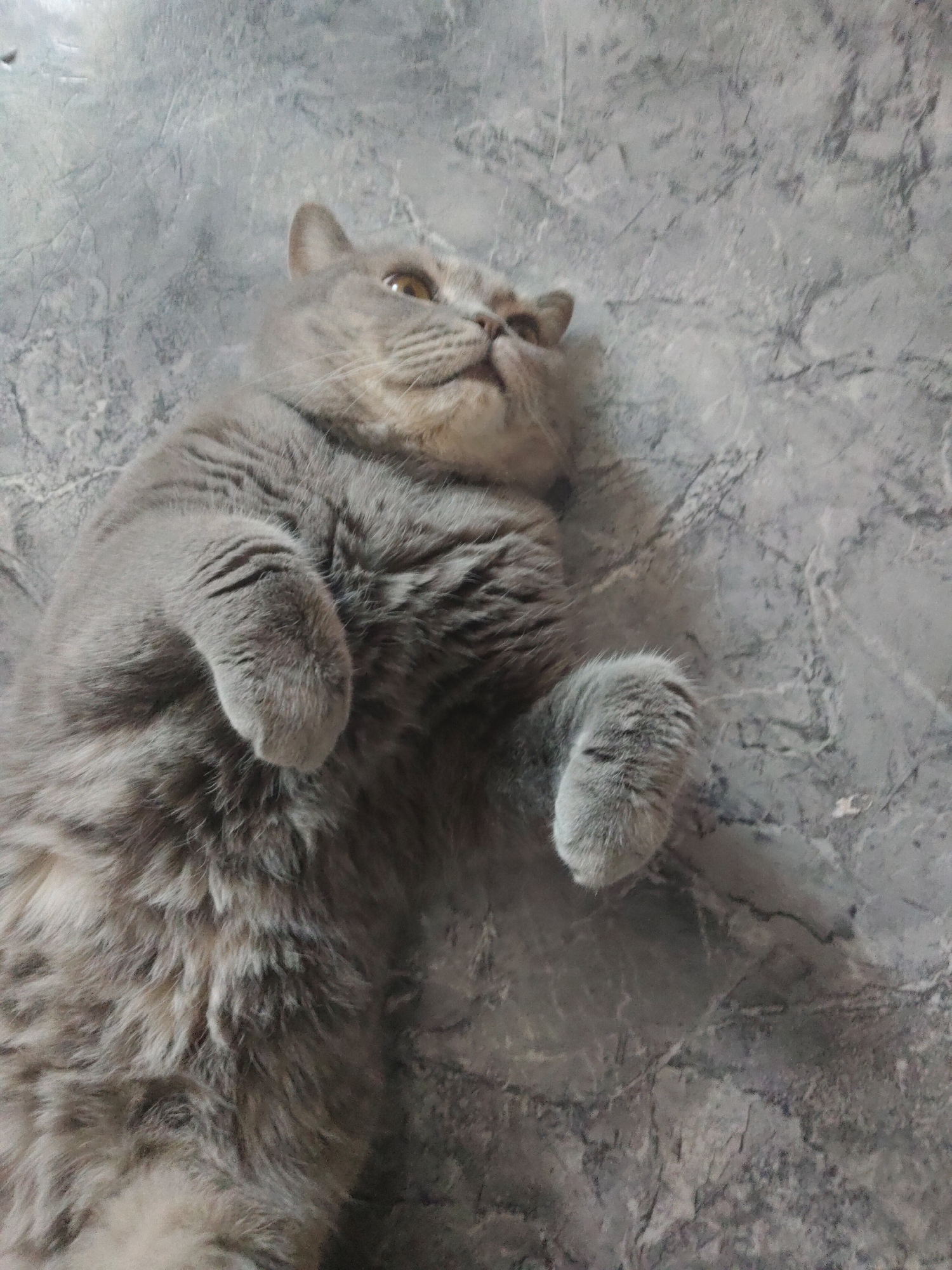 A gray cat lies on its back on a gray textured surface. The cat has golden eyes and its paws are curled up. The location is unknown.