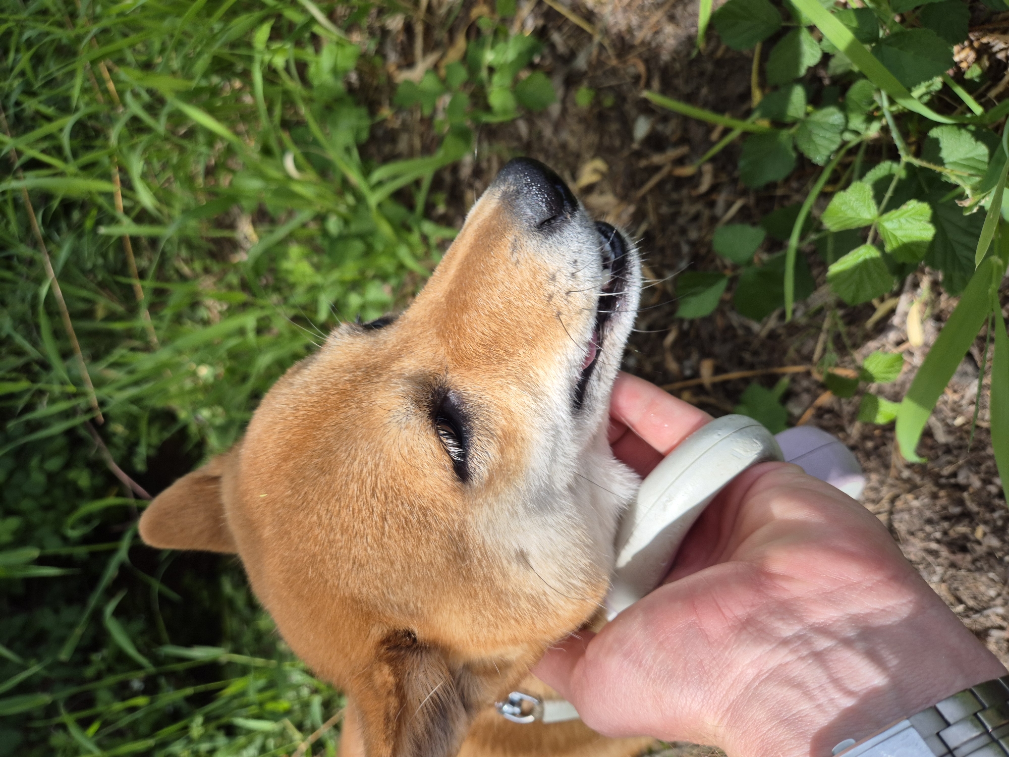 The image presents an overhead, close-up view of a light brown and white dog, likely a Shiba Inu, being gently held or petted by a human hand in an outdoor setting. The dog's fur is a warm reddish-brown on its head and back, with cream or white fur around its muzzle, chin, and chest. Its head is tilted upwards, and its eyes are mostly closed, indicating a moment of relaxation or enjoyment, possibly while being scratched or petted. Its black nose and prominent whiskers are clearly visible.
A human hand, with fair skin and a watch band on the wrist, is positioned in the lower right, holding a light-colored (likely white or light grey) collar or leash around the dog's neck. The grip appears gentle, suggesting an affectionate interaction. Bright, natural sunlight illuminates the scene, casting subtle shadows, particularly on the hand.
The background features lush green grass and various leafy plants, interspersed with visible patches of dark soil or earth. This vibrant vegetation suggests an outdoor environment, possibly a park or garden in Ergolding, Germany. The strong lighting indicates it is daytime with clear, sunny weather. There is no visible text in the image. The overall mood conveyed is one of tranquility and connection between the dog and its owner.