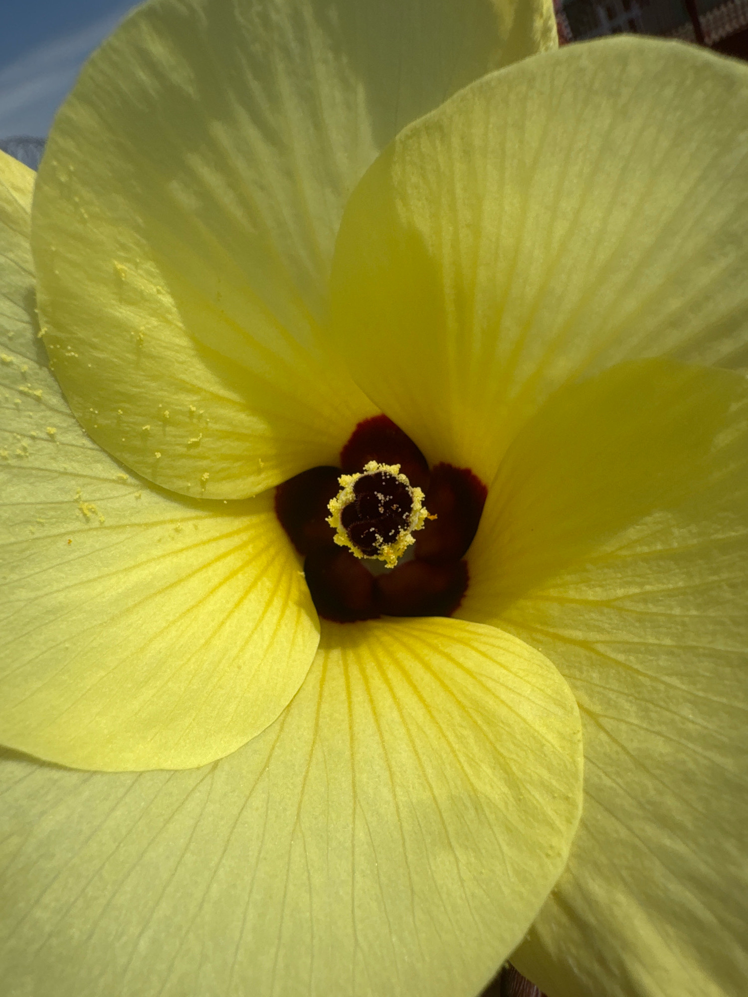 A close-up, top-down shot focuses on the center of a bright yellow flower with a dark red or maroon center. The flower has five large, soft petals that are delicate and show visible veins. Yellow pollen is scattered across the petals, particularly near the center. The background is blurred, with hints of a blue sky and a dark, textured surface that may be fabric or wood. The image is well-lit, highlighting the vibrant colors and textures of the flower.
