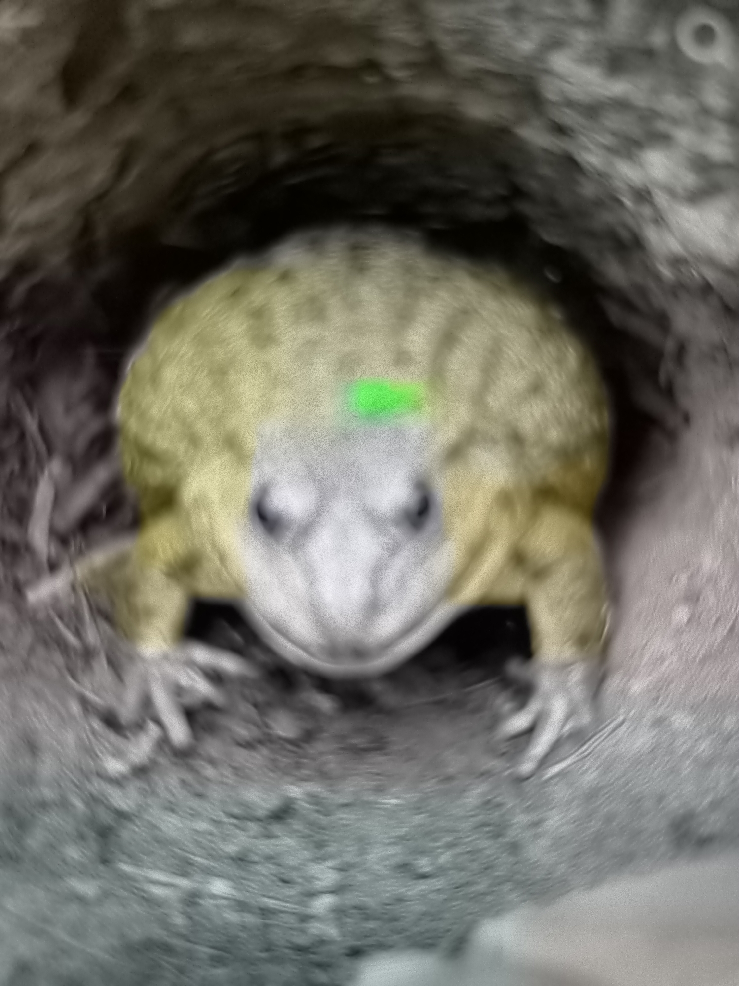 A close-up, blurry, and slightly discolored shot shows a frog partially obscured by its burrow entrance. The frog, predominantly yellowish-green with a lighter underside, has two distinct green spots on its back. Its eyes are visible, and its front legs are positioned in front of it. The burrow's rough, textured opening surrounds the frog, with dry vegetation visible to its left. The overall lighting is dim, contributing to the muted colors and lack of sharp detail. The image appears to be taken from a low angle, looking directly at the frog. The setting, according to the provided location, is Banjarejo, Indonesia.