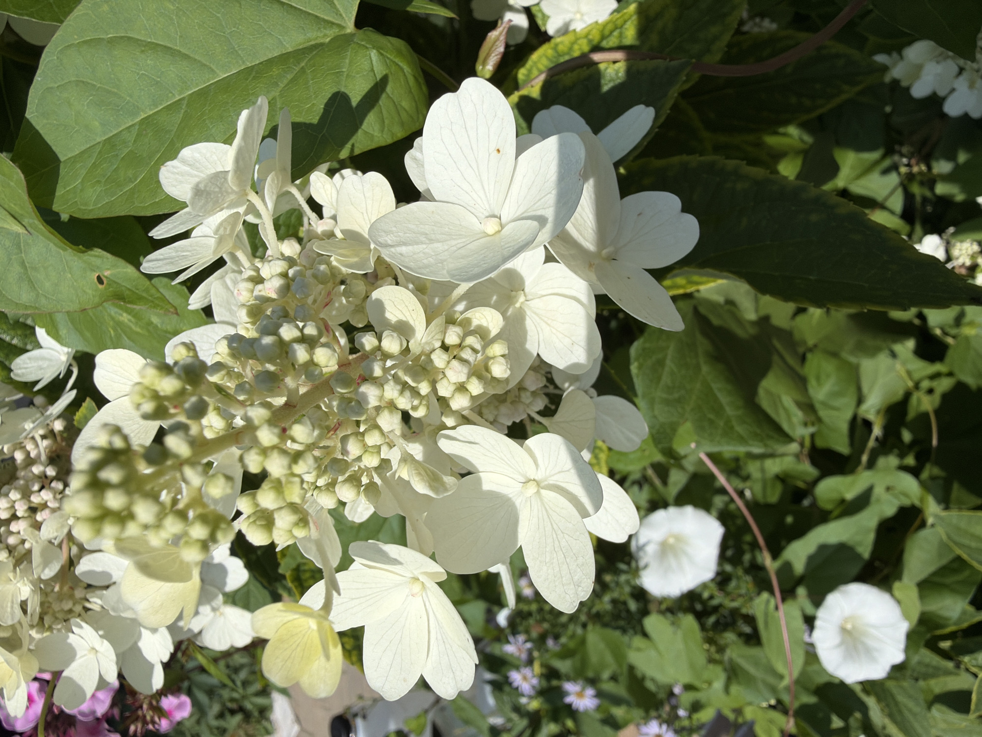 The image displays a close-up view of a cluster of white hydrangea flowers and buds, with large green leaves in the background. The flowers are delicate with multiple petals, and some are tinged with a pale yellow hue. In the lower part of the image, two white, trumpet-shaped flowers are visible, along with some smaller purple flowers and green foliage. The lighting suggests it is daytime, casting shadows on the leaves. There are no people or animals present. The scene appears to be a garden setting, possibly in the city of Gribki, Russia, given the context of the request, but this location cannot be definitively confirmed from the image itself.