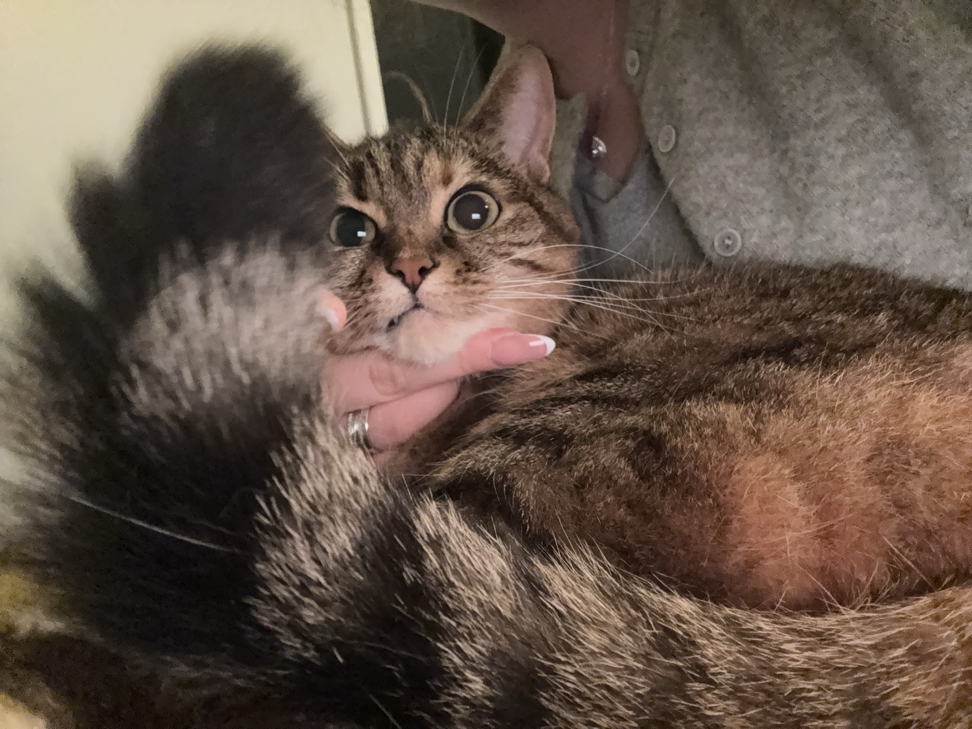 An adult tabby cat with wide, surprised eyes is held by a person wearing a gray cardigan. The cat's face is the primary focus, with its mouth slightly open, revealing small teeth. A human hand, with manicured fingernails, is supporting the cat's chin and neck. The cat's tail, a prominent bushy feature with dark and light brown stripes, curls across the foreground. The background is out of focus, showing a wall and the person's torso. The scene appears to be indoors, with soft lighting.