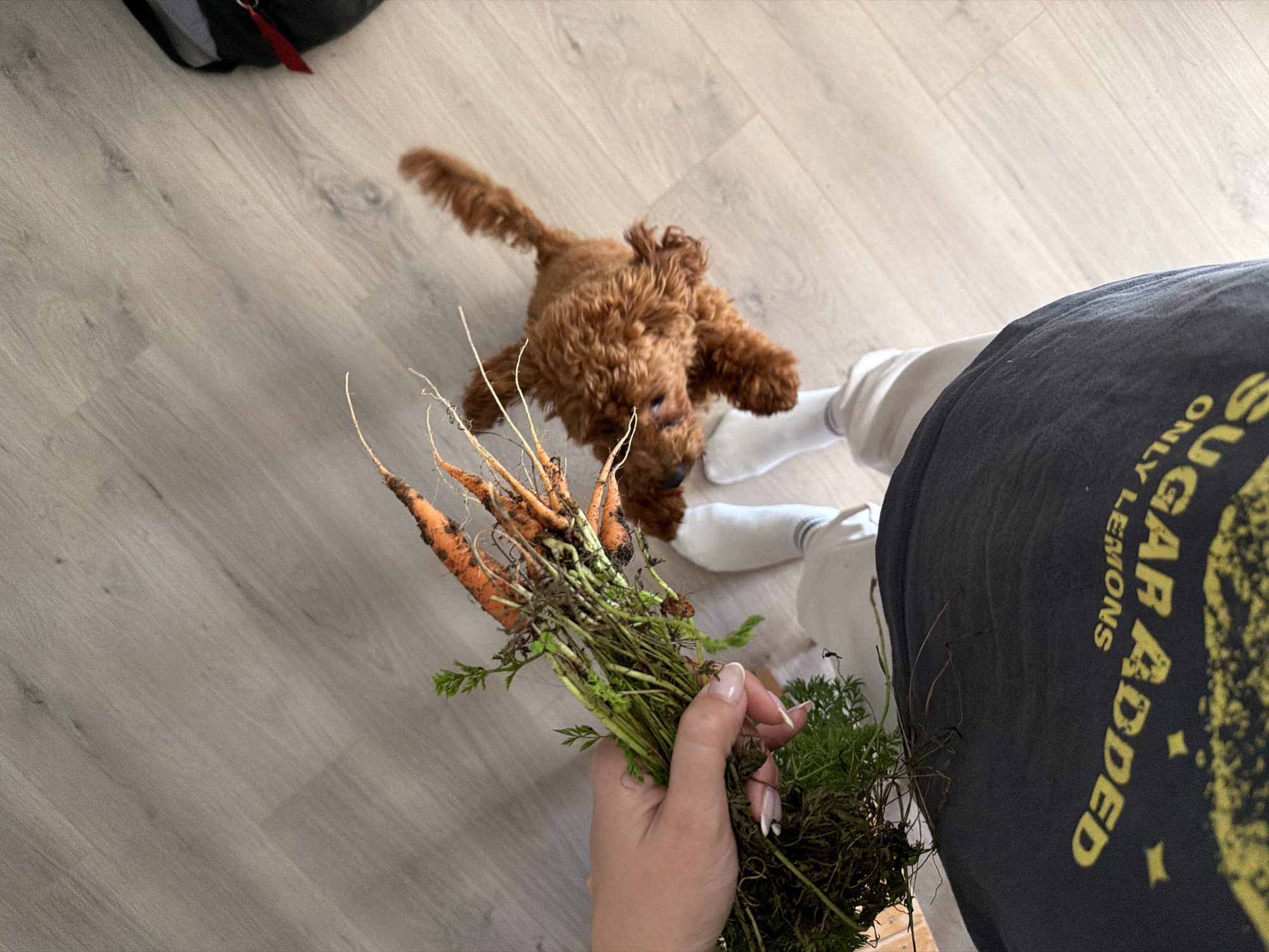 A hand holding a bunch of freshly harvested carrots is visible in the foreground of the image. The carrots have green tops and dirt still clinging to them. To the right of the carrots, a small, fluffy brown dog is looking up, appearing to be interested in the carrots. The scene is set indoors on a light-colored wooden floor. The person holding the carrots is wearing a dark t-shirt with yellow text that reads "SUGAR ADDED ONLY LEMONS." They are also wearing light-colored pants and white socks. The overall impression is that of a casual domestic scene, possibly after a gardening activity.