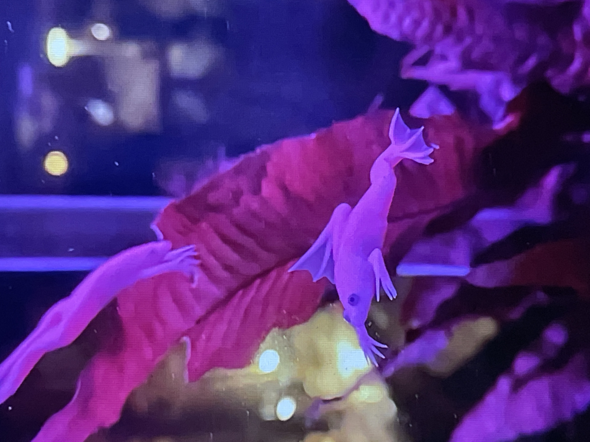 A fish is shown against a blurred background. The fish appears to be on a maroon-colored leaf, with part of its body visible. The background shows blurred lights, possibly reflecting from a window. The image appears to be taken in an indoor environment. The location is not identifiable as Saint Petersburg, Russia.