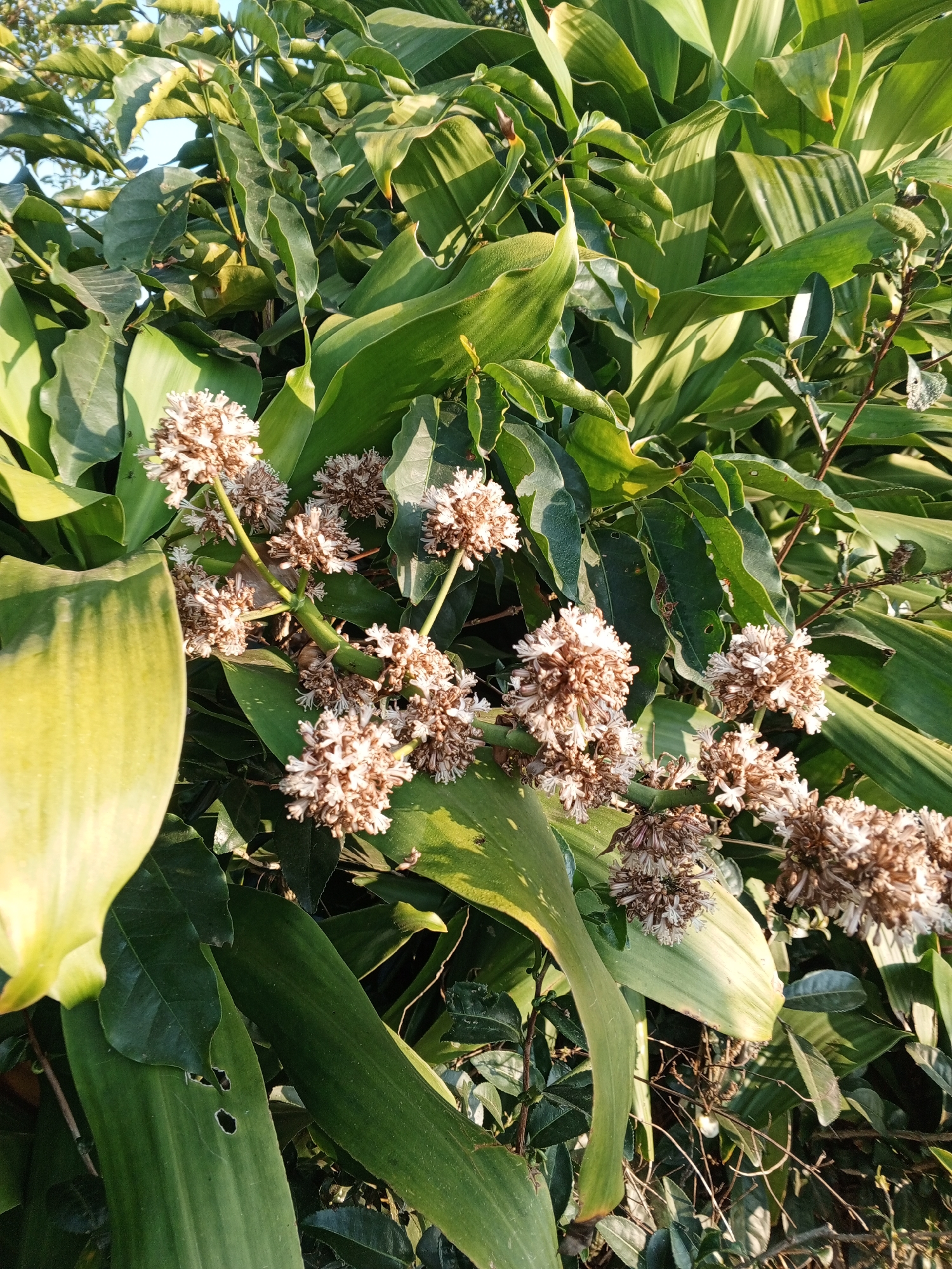 The image displays a close-up view of a plant with large, green, glossy leaves and clusters of small, light-brown flowers. The flowers are tightly packed, creating a fluffy appearance. The plant is in an outdoor setting, with sunlight casting shadows on the leaves, suggesting it is daytime. Some of the leaves show signs of wear, with small holes and browning edges. The background consists of more foliage and what appears to be a bright sky, indicating an outdoor environment. The image was taken in the city of Yakkurugala, Sri Lanka. There are no people or animals visible in the frame.