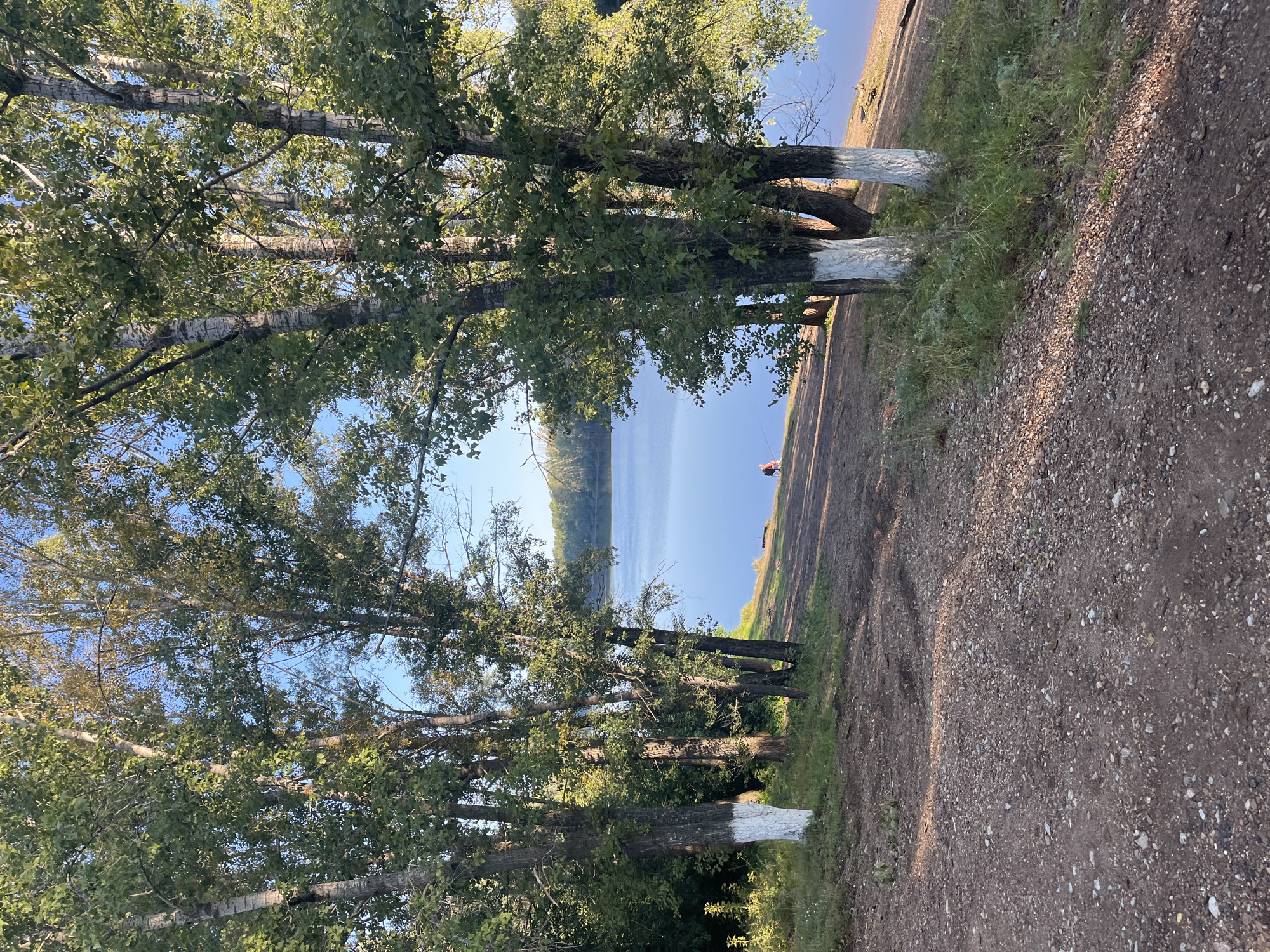 The image depicts a serene natural landscape with a body of water and trees. In the foreground, a dirt path made of gravel and soil winds its way down towards the water. Several tall trees with white-painted bases stand on the grassy embankment. The trees are leafy, suggesting it is either spring or summer.
In the middle ground, a tranquil river or lake stretches across the scene, its surface reflecting the blue sky. On the far bank, a dense line of trees forms a natural barrier.
In the lower right quadrant of the image, a lone figure is visible sitting by the water's edge, appearing to be fishing. This individual is small in the frame, and no specific details about their appearance are discernible.
The overall atmosphere is peaceful and natural, evoking a sense of quiet recreation by the water. The image does not contain any elements that would allow for specific identification of its location within Blagoveshchensk, Russia, beyond it being an outdoor setting by a body of water.