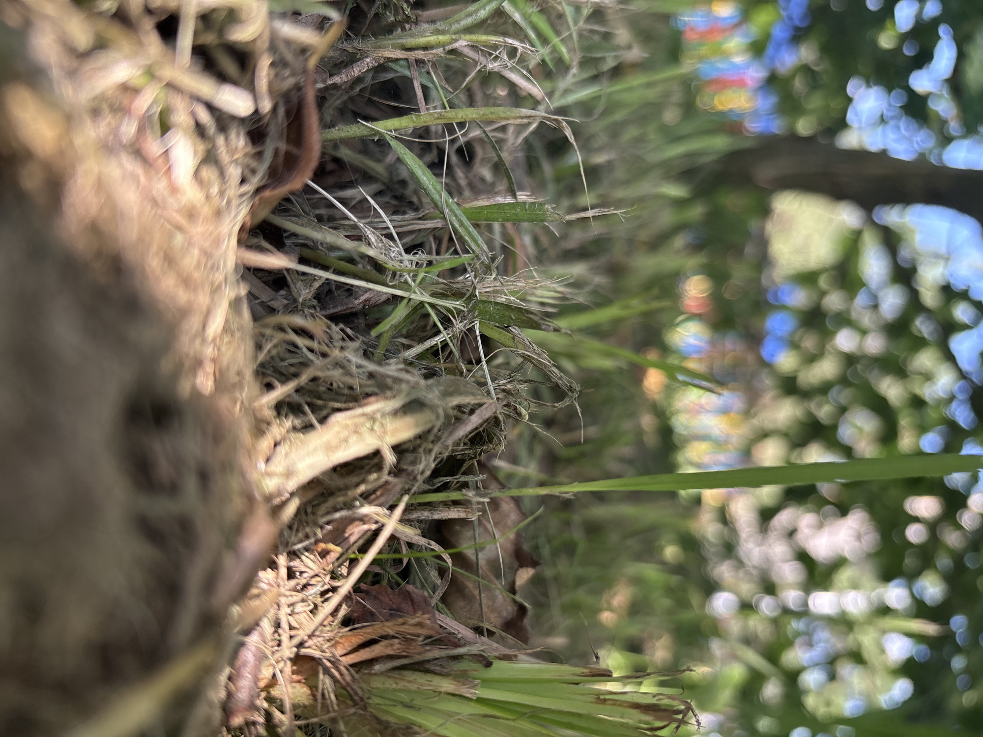 The image, taken in Kobyla Góra, Poland, depicts a low-angle view of dry grass and fallen leaves on the ground. In the background, out of focus, are a tree trunk, green foliage, and colorful bokeh lights, suggesting a park or outdoor gathering setting. The foreground is dominated by the textures and colors of the natural detritus, with some blades of green grass interspersed. The lighting suggests it is daytime, with sunlight dappling through the leaves. There are no people or discernible animals in the frame.