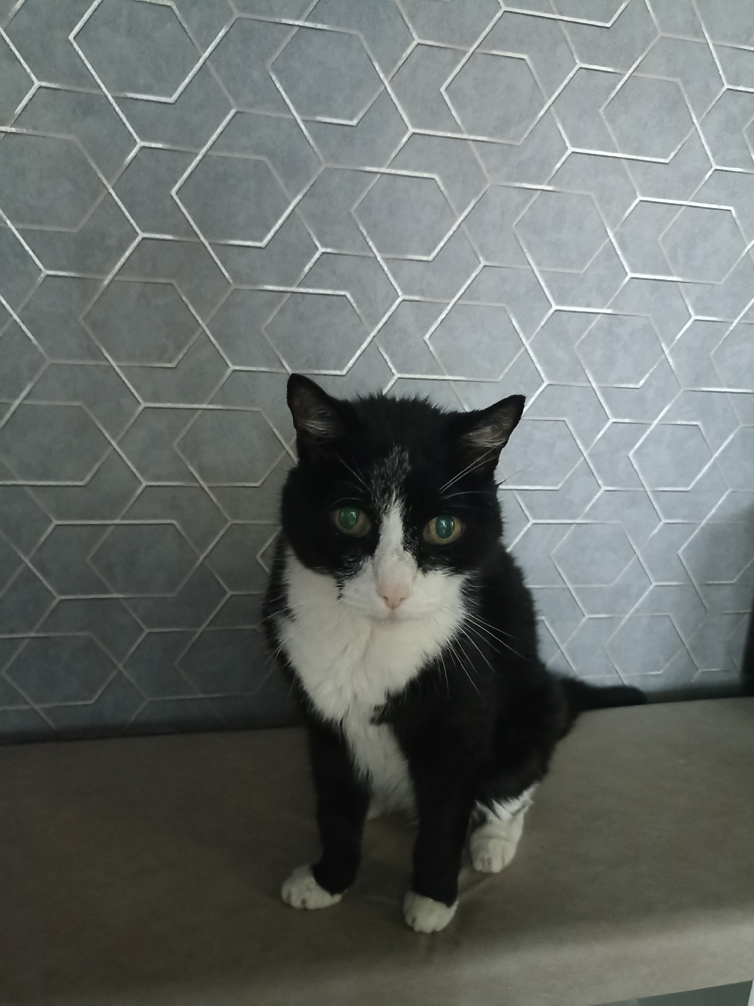 A black and white cat is sitting on a textured surface in front of a wall with a geometric pattern. The cat is facing the camera with its green eyes open. Its fur is mostly black with white markings on its chest and face. The geometric pattern on the wall consists of interconnected hexagons in shades of gray. The surface the cat is sitting on appears to be a couch or bench. The lighting is moderate, and the image is taken from a slightly elevated angle. No specific location in Zarinsk, Russia is identifiable from the image.