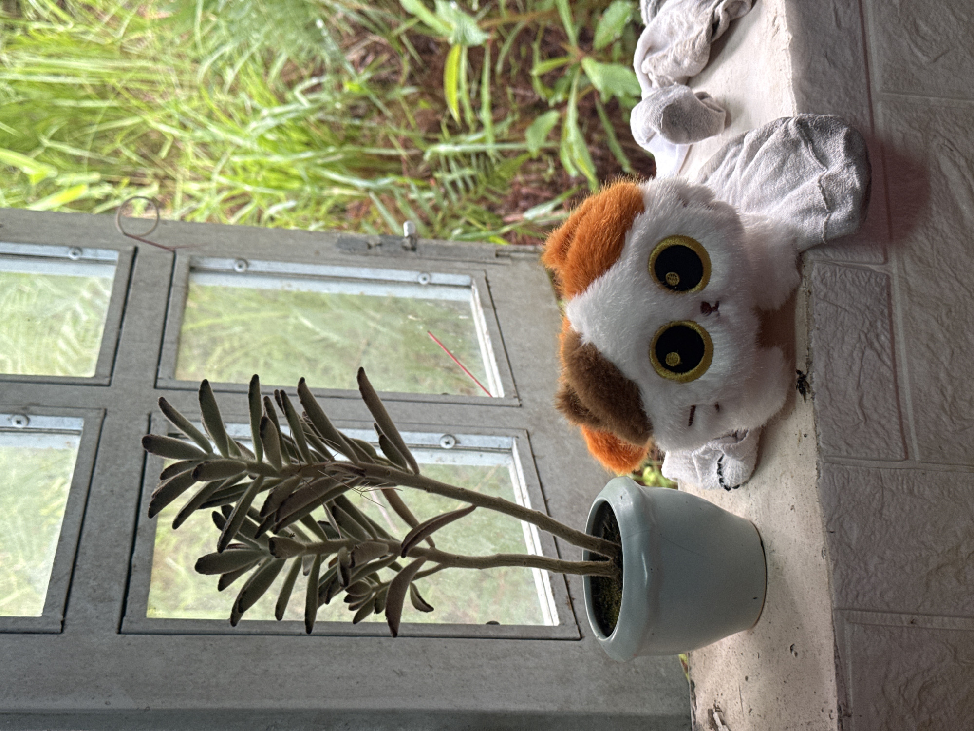 The image shows a stuffed cat toy with large yellow eyes and orange and white fur lying on a white brick ledge. To the left of the toy is a potted plant with fuzzy, oval-shaped leaves. The ledge is situated in front of a window with a metal frame, through which lush green foliage is visible, suggesting an outdoor setting. The overall scene evokes a sense of domesticity, possibly in a rural or semi-rural environment. There are no people or explicit actions depicted, and the environment appears to be a window ledge in a dwelling. The location of Đạ Cháy, Vietnam, is not visually evident from the image content itself.