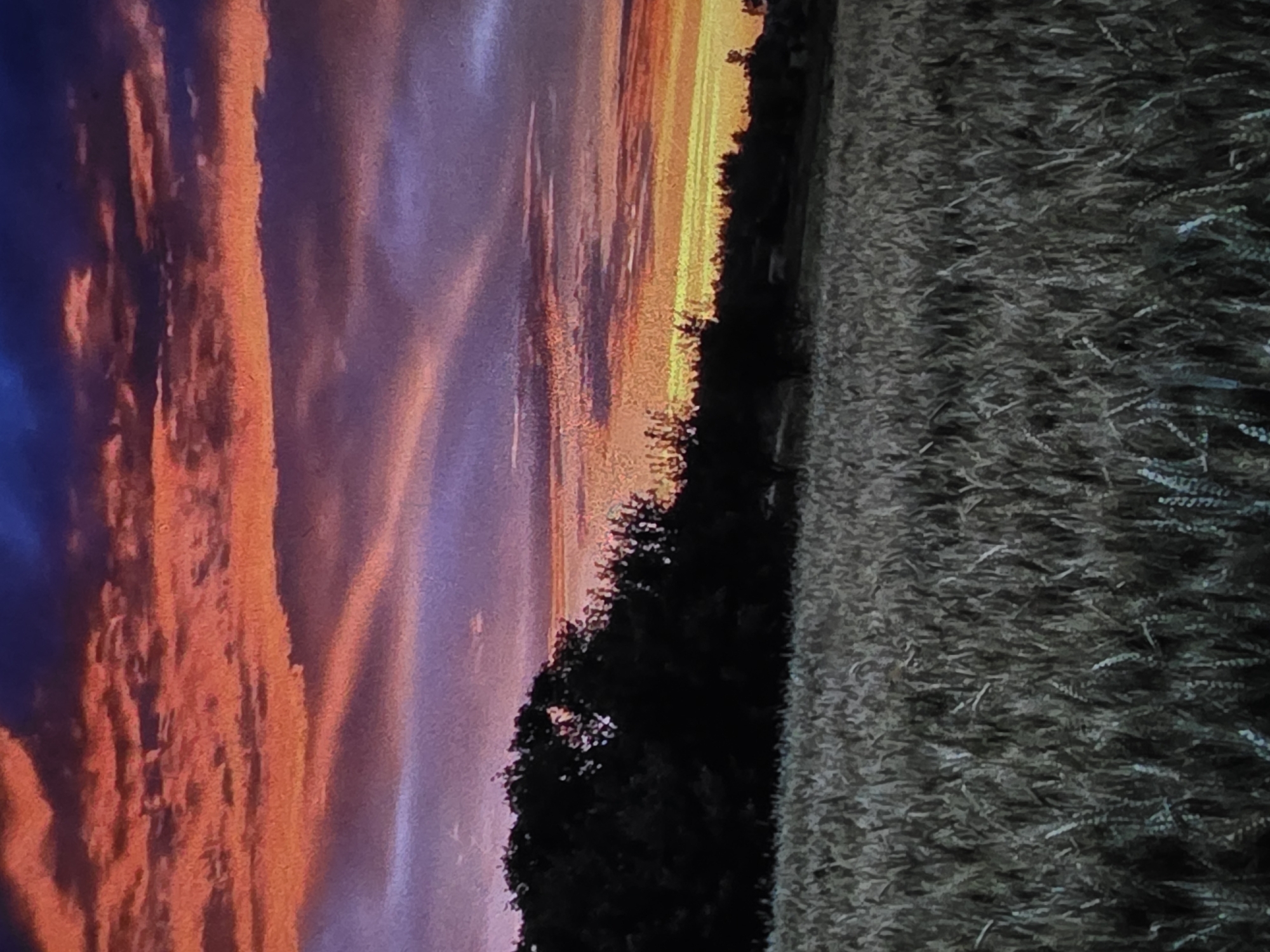 The image depicts a field of wheat under a vibrant sunset sky. The sky is a dramatic mix of deep blues, purples, and fiery oranges and reds, with streaks of light suggesting clouds. A silhouette of a dense line of trees forms the horizon, separating the field from the sky. The wheat in the foreground appears dry and golden, with individual stalks clearly visible. There are no people or animals visible in the scene. The overall impression is one of a rural landscape at dusk. This scene is not specifically identified as being in Dubno, Ukraine.
