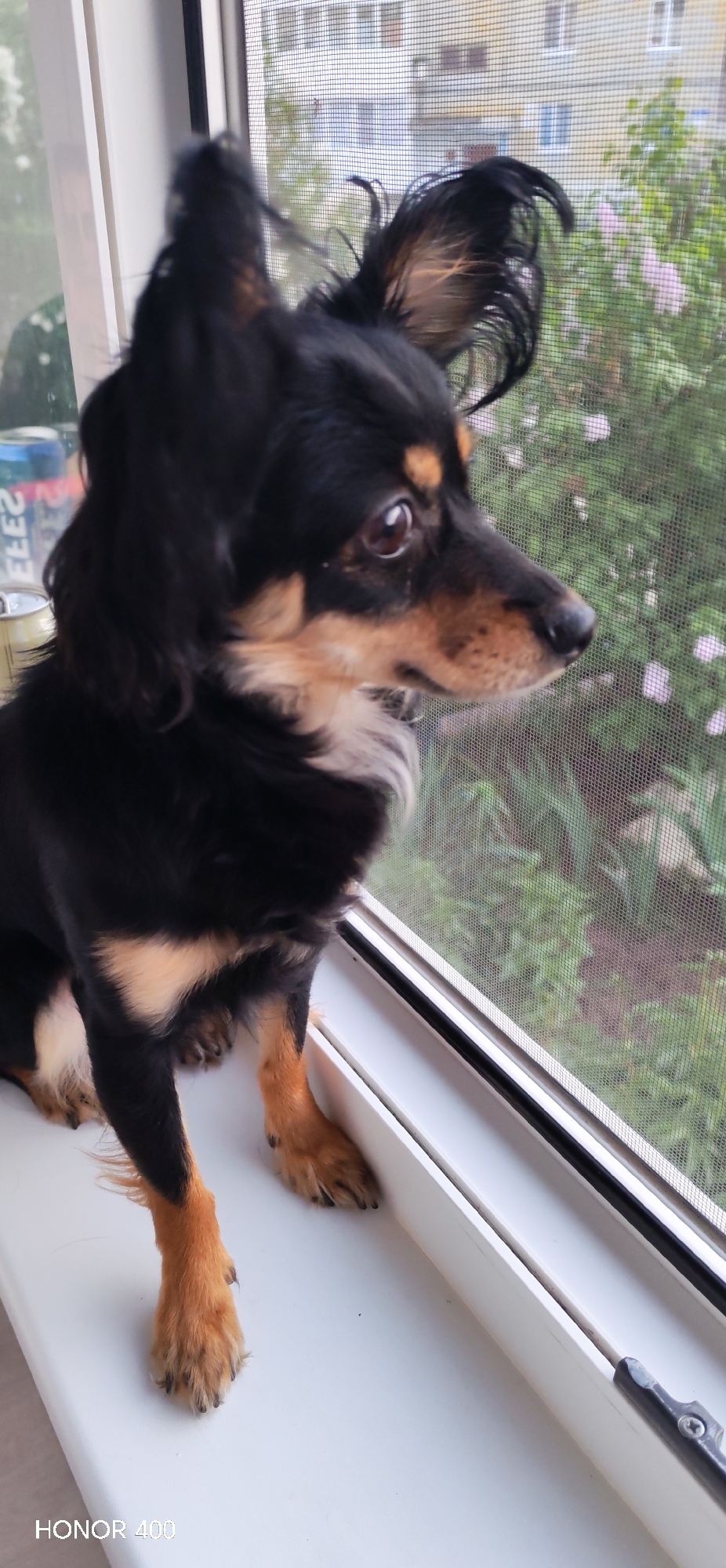 A small, black and tan dog with erect ears sits on a white windowsill, gazing through a window screen. Outside the window, greenery and flowering plants are visible. Two cans are partially visible on a surface to the left of the dog. The scene is likely located in Noviy, Russia, indicated by the name on one of the cans. "HONOR 400" is printed in the bottom left corner of the image.