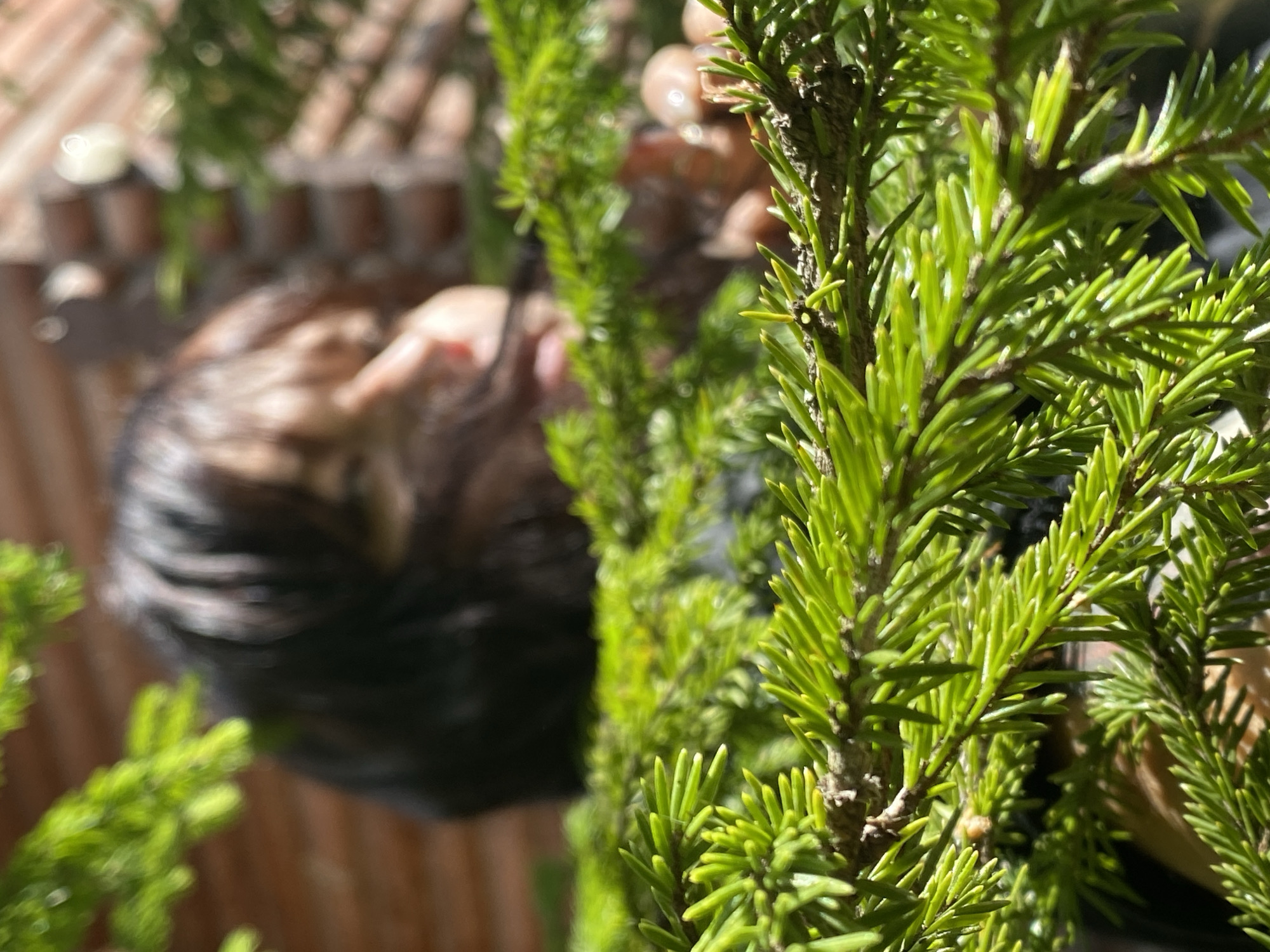 A person, partially obscured by the needles of a spruce tree, is visible in the background. The person has dark hair and appears to be looking away from the camera. The focus of the image is on the spruce tree branches in the foreground, which are bright green and well-lit by sunlight. The background shows a wooden structure, possibly part of a building, with a textured surface. The overall scene suggests an outdoor setting in a natural environment, possibly a garden or park in Krasnoflotskoe, Russia.