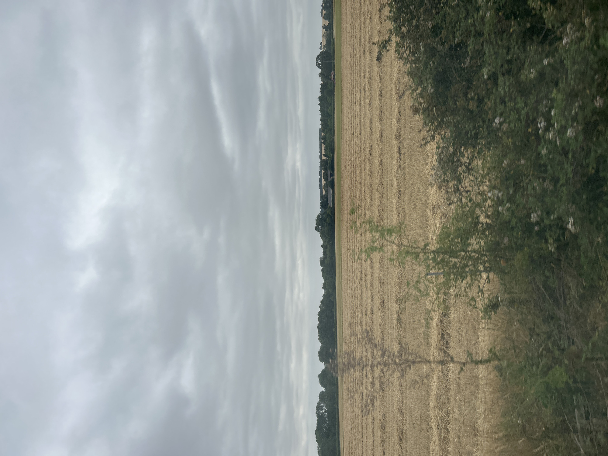 A wide shot captures a harvested field under a cloudy sky, likely in the city of Cambridge, United Kingdom. The field, predominantly filled with the golden stubble of cut crops, stretches towards a line of trees that form the horizon. Beyond the trees, faint structures of buildings are visible, suggesting a rural or semi-rural setting within or on the outskirts of the city. The foreground is occupied by lush green foliage, including bushes and tall grasses, partially obscuring the view of the field. The overall mood is somber due to the overcast sky, which dominates the upper portion of the image. There are no people or specific actions depicted in the scene.