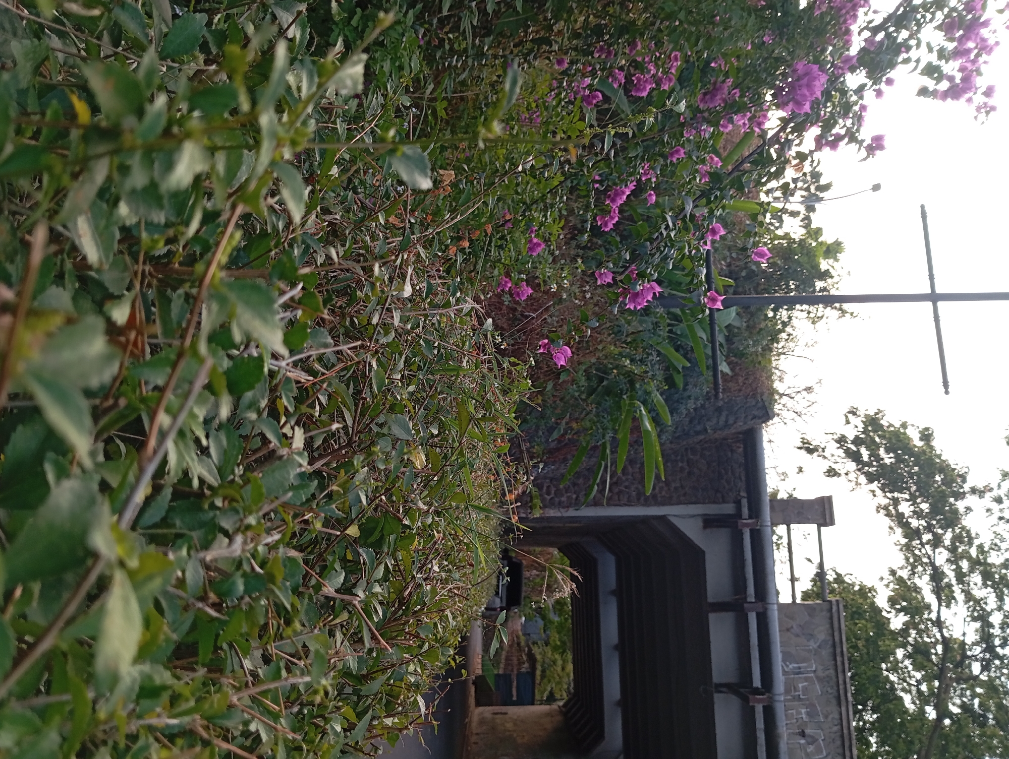 In Ketanireng, Indonesia, an overpass forms a prominent structure against a bright sky, its concrete underside casting a shadow over a roadway. The overpass is supported by a stone wall and a railing, with graffiti visible on the wall. To the left of the overpass, a bush with vibrant pink flowers and green leaves flourishes, its branches reaching towards the sky. A dark silhouette of a vehicle is visible passing under the overpass. The foreground is dominated by a dense thicket of green foliage and thin branches, with some dry, brown leaves interspersed, suggesting a natural or semi-natural environment adjacent to urban infrastructure.