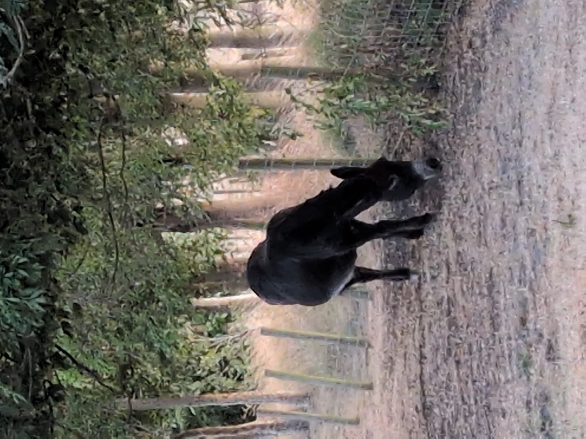 A black donkey is grazing in a dry, dirt area. The donkey is positioned in the center of the frame, facing towards the lower right corner. Its head is down, and it appears to be eating from the ground. In the background, there are trees with green leaves, and a wooden fence runs along the right side of the image. The ground is covered with dirt and fallen leaves. There are no people or other animals visible in the image. The scene appears to be outdoors in a rural or semi-rural setting.