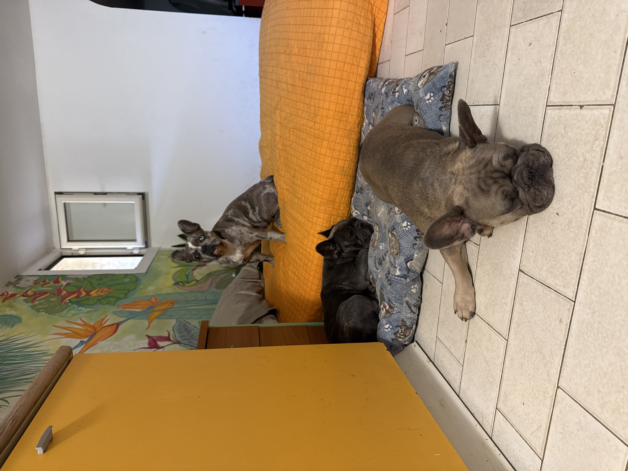 Three French Bulldogs are the subjects of this indoor scene. The largest bulldog, a fawn-colored dog, is lying down on a blue dog bed in the foreground, facing to the right, with its eyes closed. To its left and further back, a dark grey bulldog is also lying down, facing left, with its eyes closed. A third bulldog, a merle-colored dog with blue eyes, is sitting on an orange bed in the background, looking towards the camera. The room is decorated with a vibrant mural of tropical plants and flowers on the back wall. To the left, a bright yellow cabinet is visible. The floor is tiled with light-colored squares. A small window with white trim is set into the back wall. The image was taken in San Benedetto del Tronto, Italy.