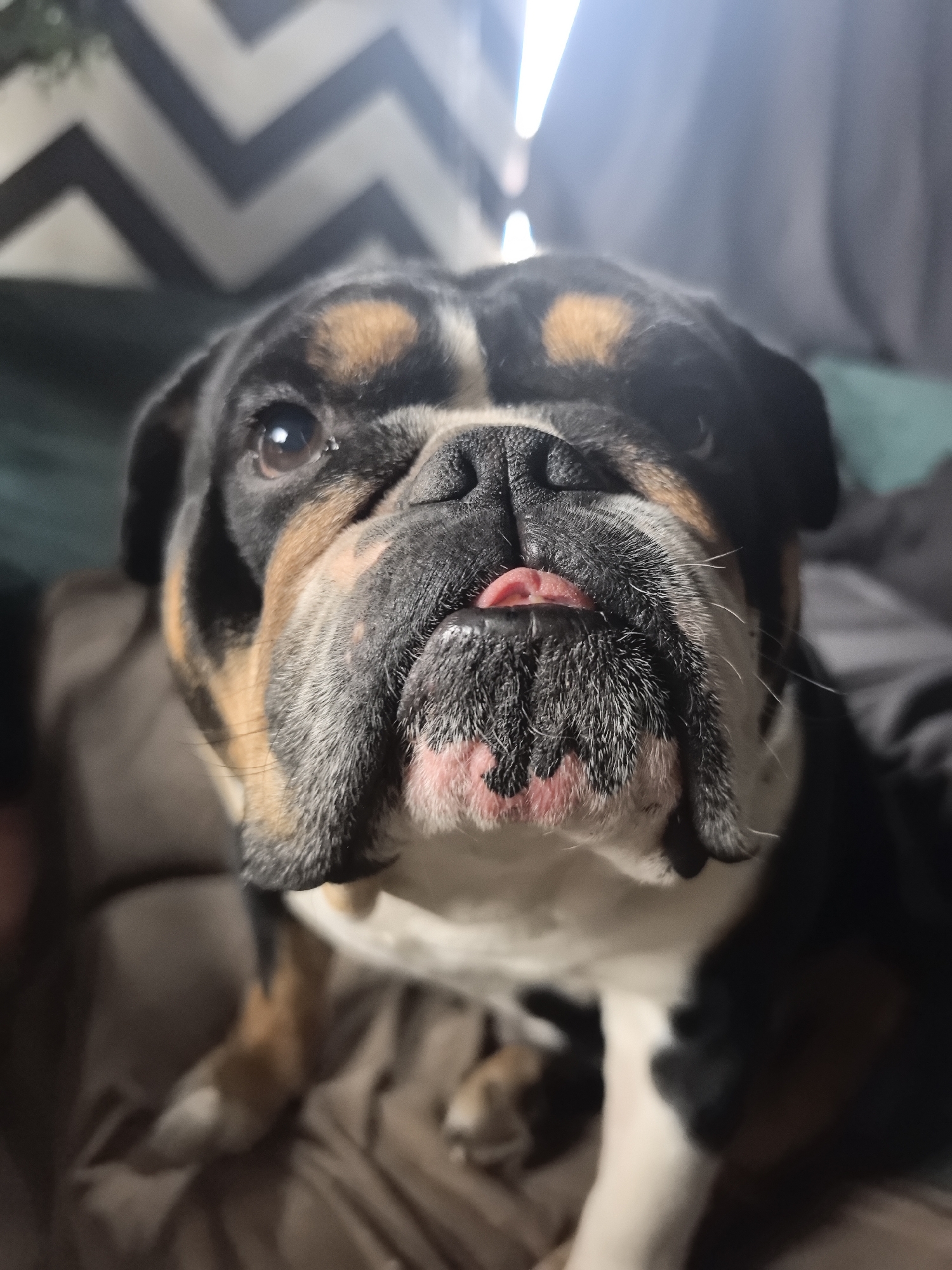 A close-up, slightly low-angle shot of a tri-colored (black, tan, and white) English Bulldog. The dog is indoors, likely on a couch or bed given the crumpled brown fabric beneath it and the chevron-patterned pillow in the background. The dog is looking directly at the camera with a slightly protruding tongue. The dog's face shows the characteristic wrinkles and folds of the breed. There are light-colored curtains or blinds visible in the upper center of the frame. There is no information indicating that the image was taken in Noviy, Russia.