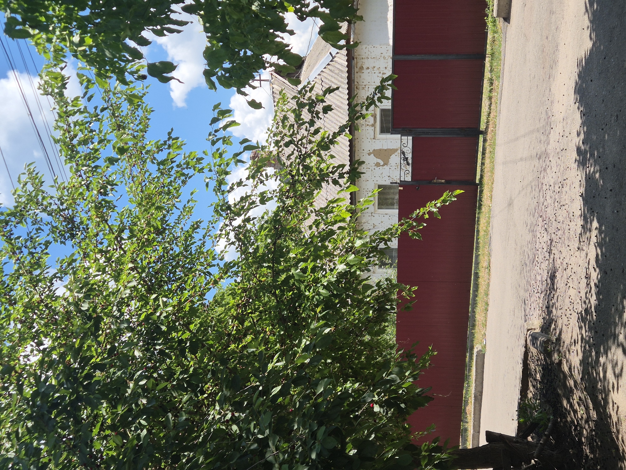 The image depicts a street scene in the village of Sozonivka, Ukraine, on a clear day with scattered clouds. A large tree with green leaves and some dark berries partially obscures the view of a house and a red fence. The house has a corrugated roof and white walls with patches of peeling plaster. Two windows are visible on the house's facade. A black metal gate is positioned in front of the fence, with decorative scrollwork. The street in the foreground is paved and appears to be asphalt, with some debris scattered across its surface. The area beyond the fence seems to be a residential yard, with grass and vegetation. The overall impression is a quiet, rural setting on a sunny day.