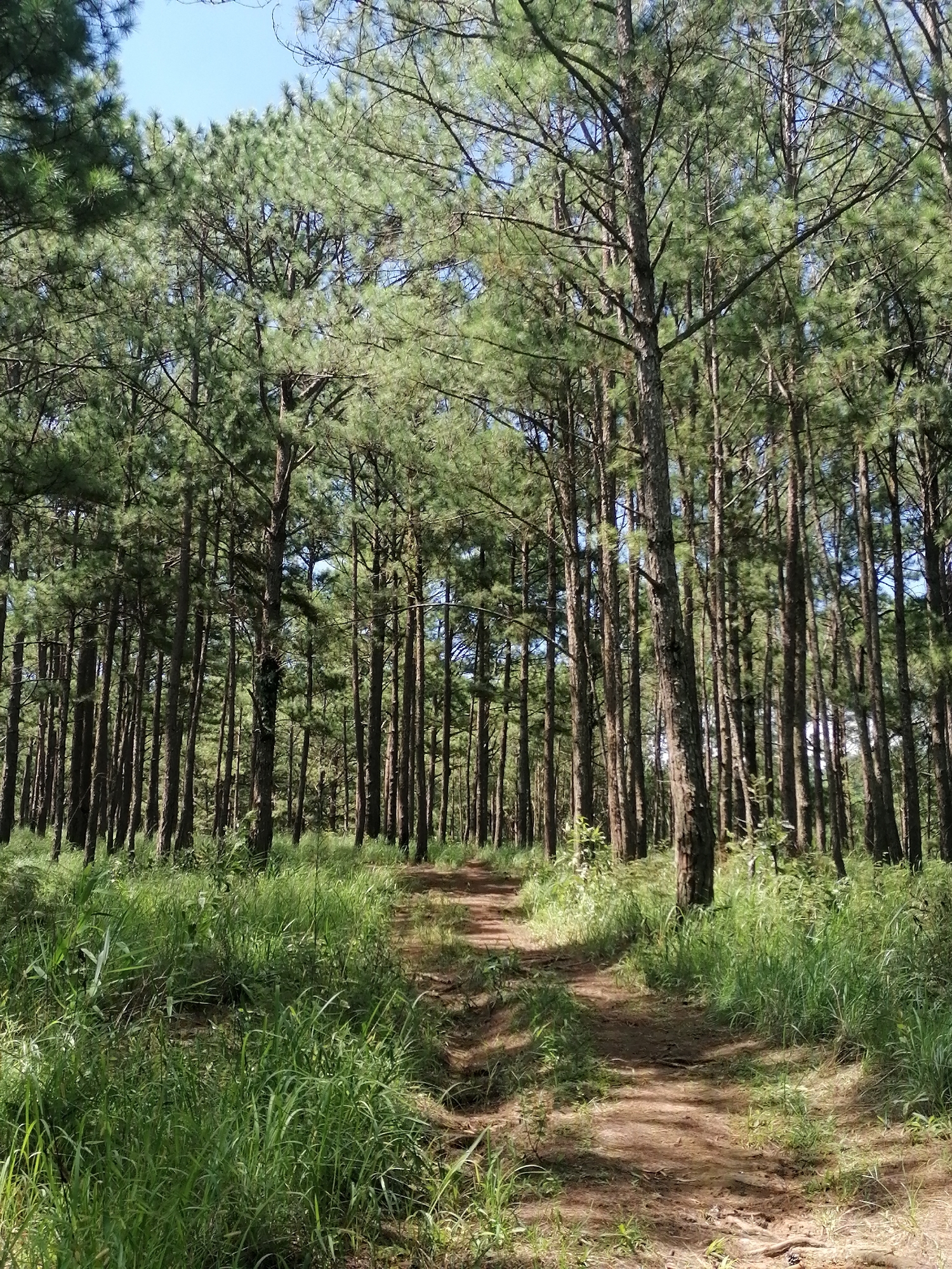 A dirt path winds through a dense pine forest. Tall, slender pine trees with rough bark and green needles dominate the scene, creating a canopy overhead. The path is dappled with sunlight and shadows, and the ground is covered in loose soil, pine needles, and some exposed roots. Lush green grass and other low-lying vegetation grow on either side of the path, adding to the natural feel of the environment. The sky, visible through the branches, is a clear blue. The location is likely a hiking trail or a less-developed area within Da Lat, Vietnam, known for its pine forests. There are no people or animals visible in the image.