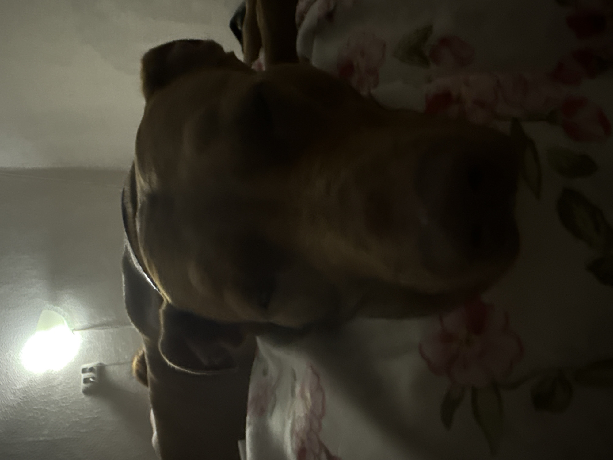 The image, taken in Zatoka, Ukraine, is a low-light, close-up shot of a dog lying on a bed. The dog, a medium to large breed with light brown fur, is positioned in the foreground, facing the camera. Its head is resting on a white bedsheet adorned with a floral pattern of pink and red flowers. The dog's eyes are partially closed, suggesting it is resting or sleepy.
In the background, a wall is visible, illuminated by a bright light fixture mounted on it. A light switch or outlet is also present on the wall. The overall lighting in the scene is dim, creating shadows and contributing to a sense of intimacy or a private moment. The composition is dominated by the dog's head and the patterned bedding.