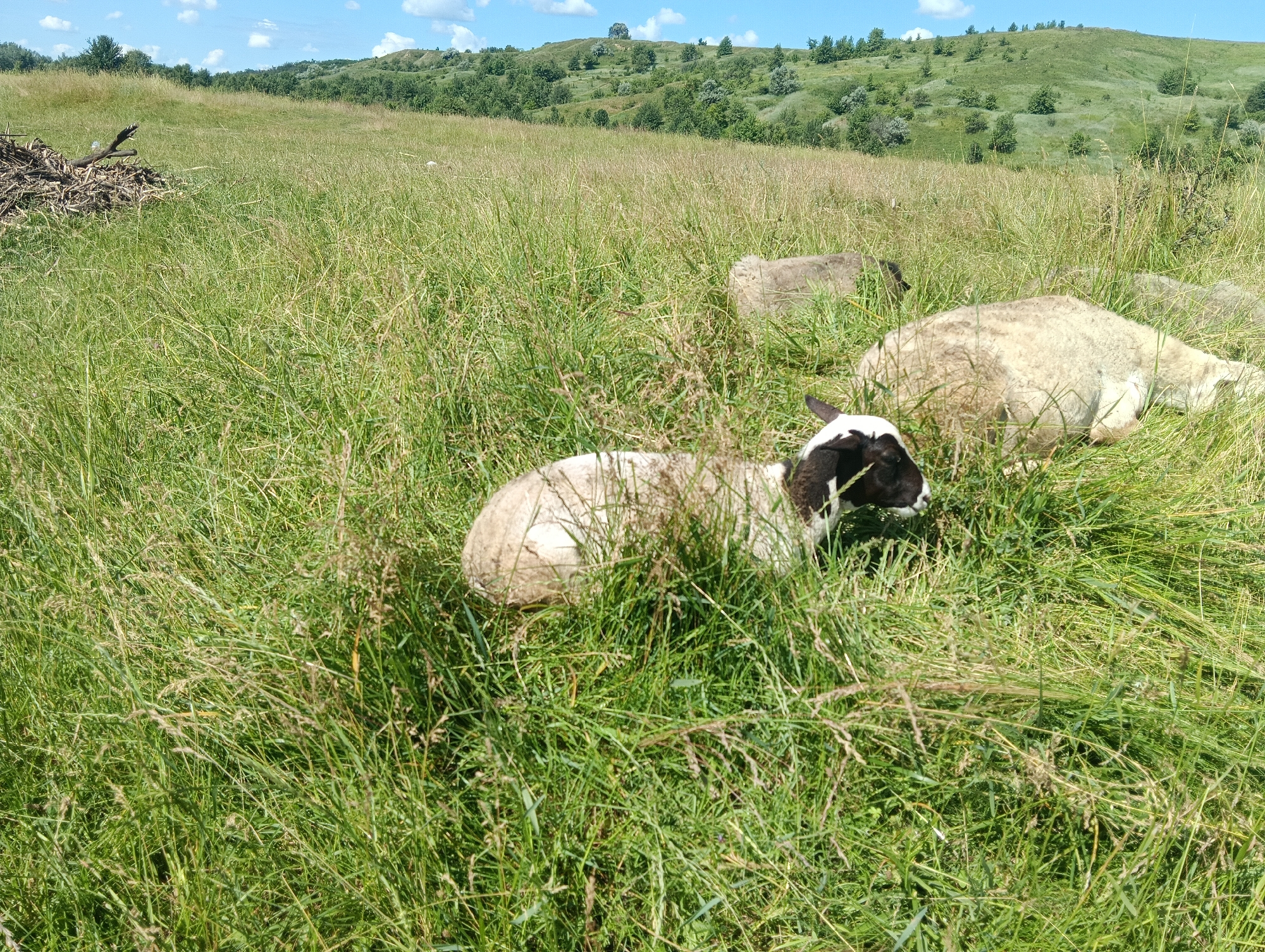 An outdoor, medium shot captures a pastoral scene in an unspecified rural location, likely a field or pasture. The foreground is dominated by tall, green grass, with several sheep visible. One sheep, primarily white with a black head and patches of black on its body, lies down in the grass, facing to the right. To its right, another sheep, mostly white with some darker markings, is also lying down, its head turned away from the viewer. Further back, a third sheep is visible, lying down and mostly obscured by grass. The background features rolling hills covered in greenery, with scattered trees and a bright blue sky with scattered white clouds. To the left of the frame, a pile of branches and debris is present. The lighting suggests a sunny day.
